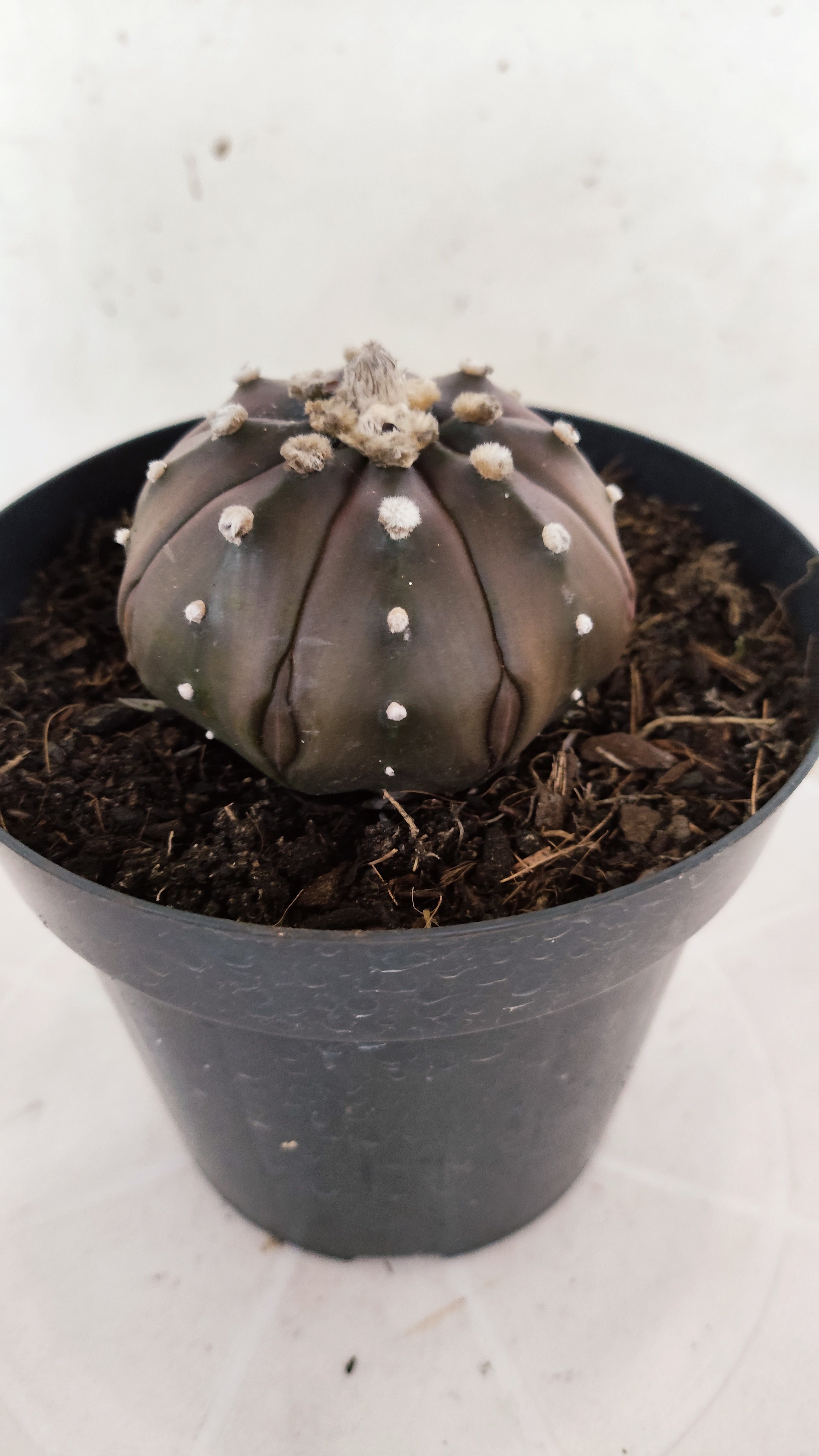 ASTROPHYTUM ASTERIAS "STAR SHAPE - PURPLE"   Nº 1147 – vaso 15