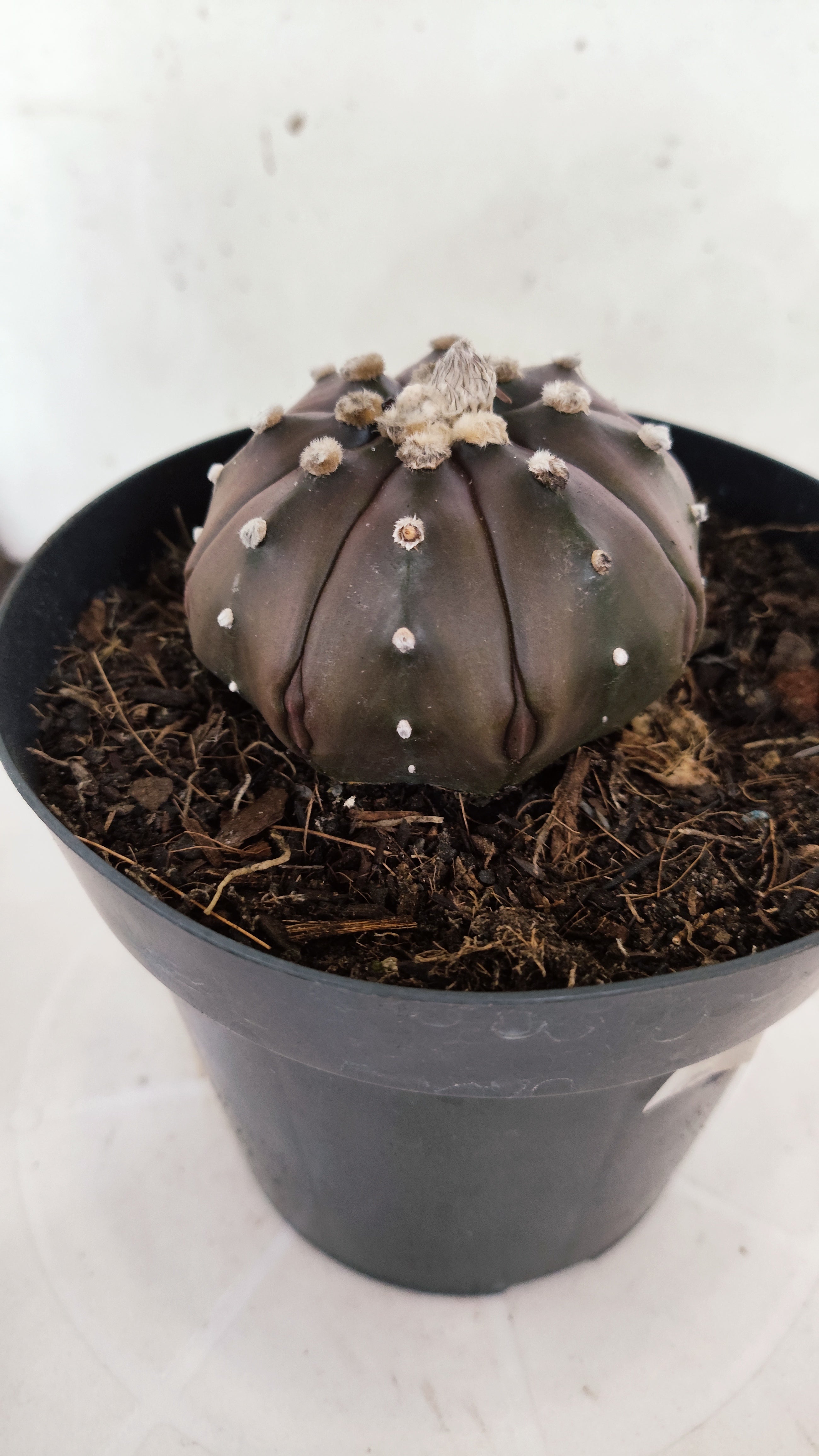 ASTROPHYTUM ASTERIAS "STAR SHAPE - PURPLE"   Nº 1147 – vaso 15