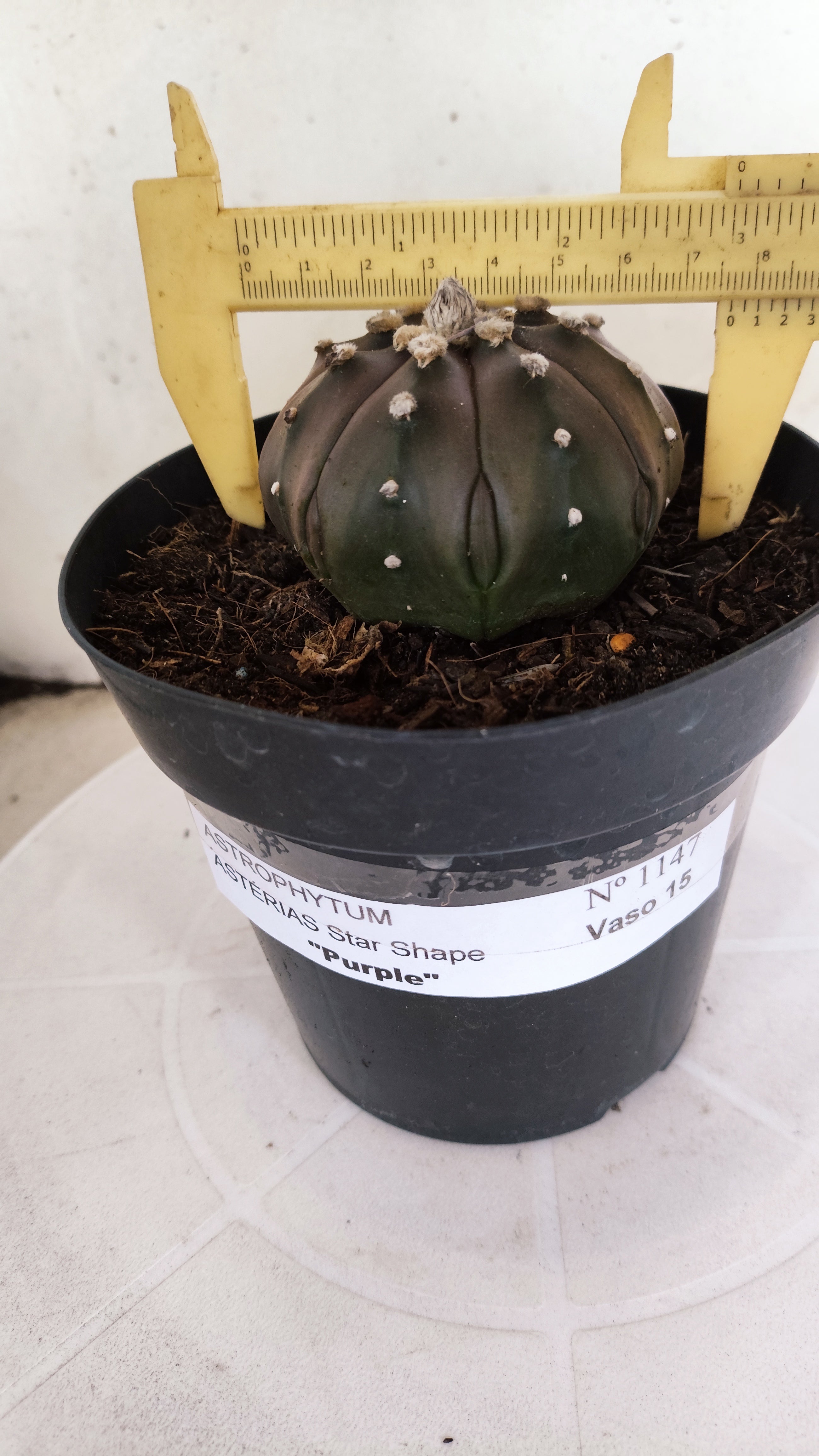 ASTROPHYTUM ASTERIAS "STAR SHAPE - PURPLE"   Nº 1147 – vaso 15