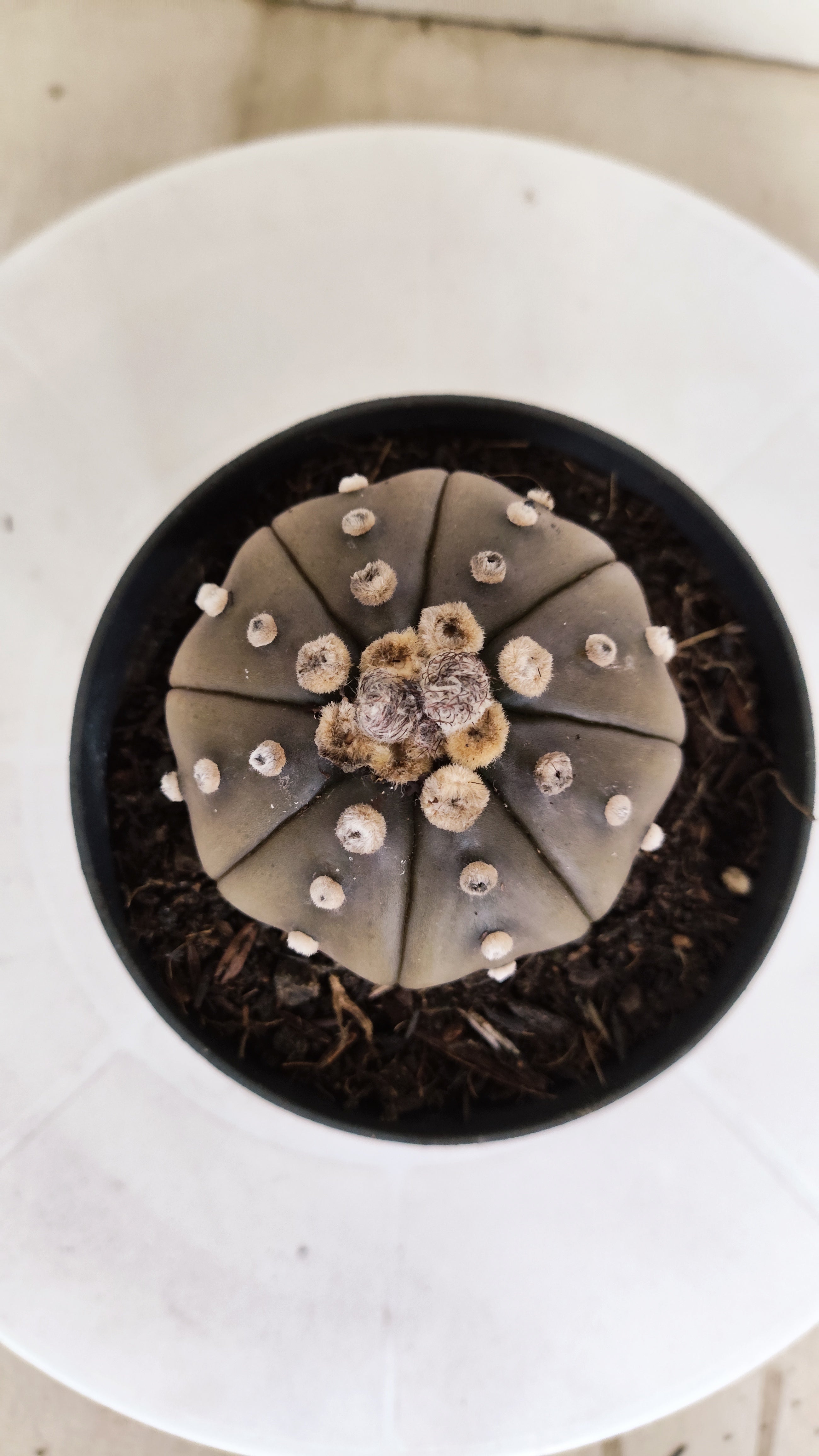 ASTROPHYTUM ASTERIAS "STAR SHAPE - Purple"   Nº 1148 – vaso 11