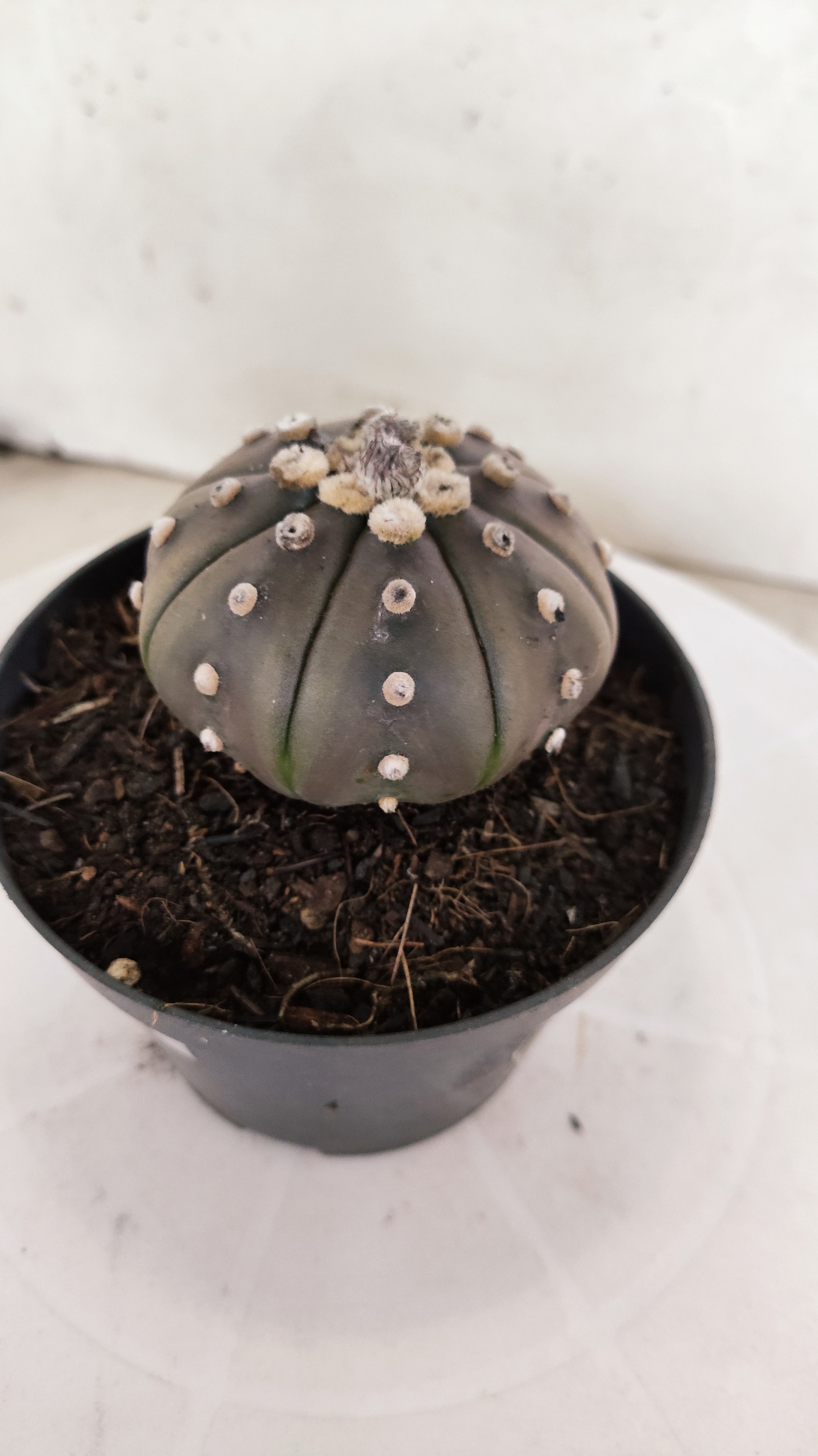 ASTROPHYTUM ASTERIAS "STAR SHAPE - Purple"   Nº 1148 – vaso 11
