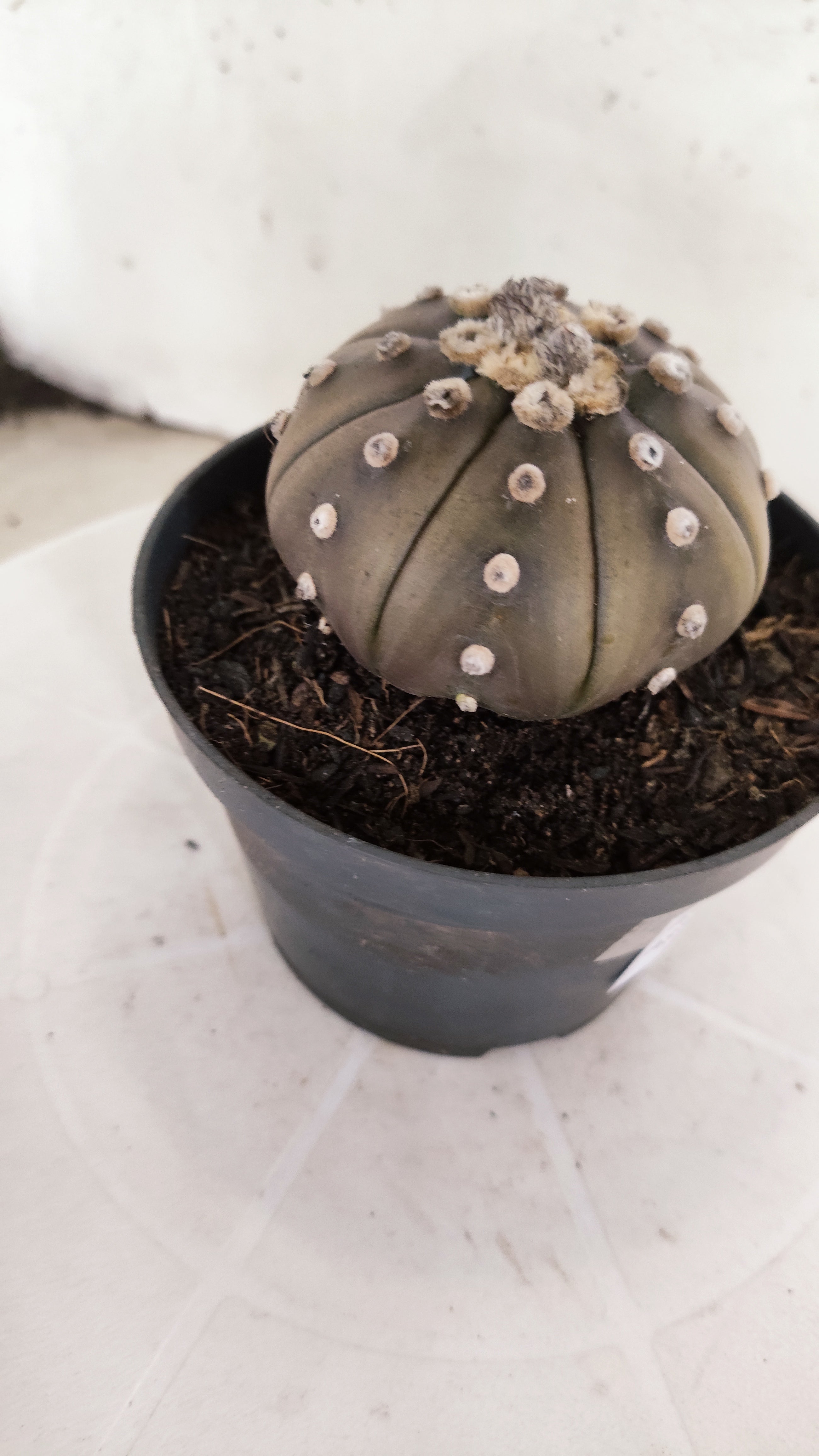 ASTROPHYTUM ASTERIAS "STAR SHAPE - Purple"   Nº 1148 – vaso 11