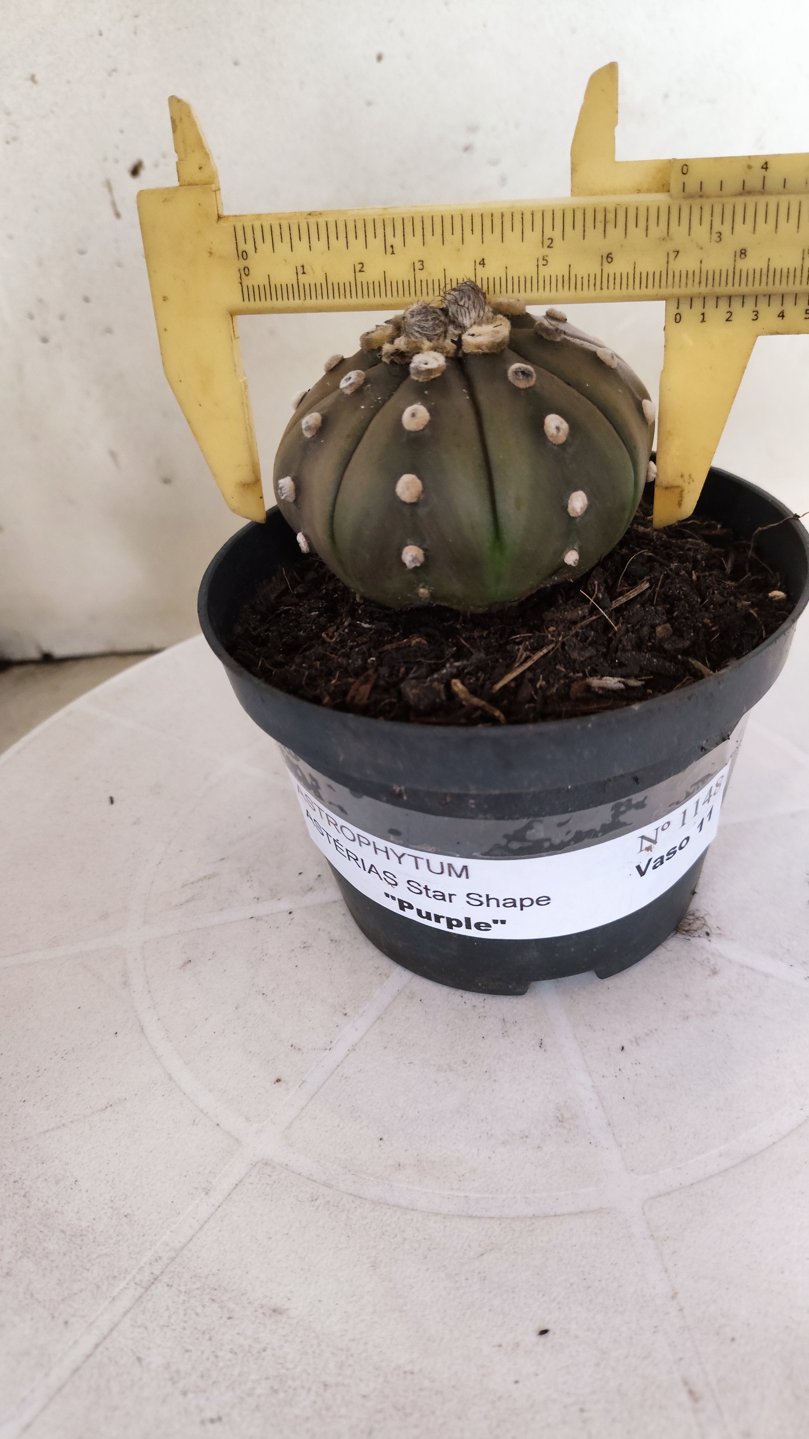 ASTROPHYTUM ASTERIAS "STAR SHAPE - Purple"   Nº 1148 – vaso 11