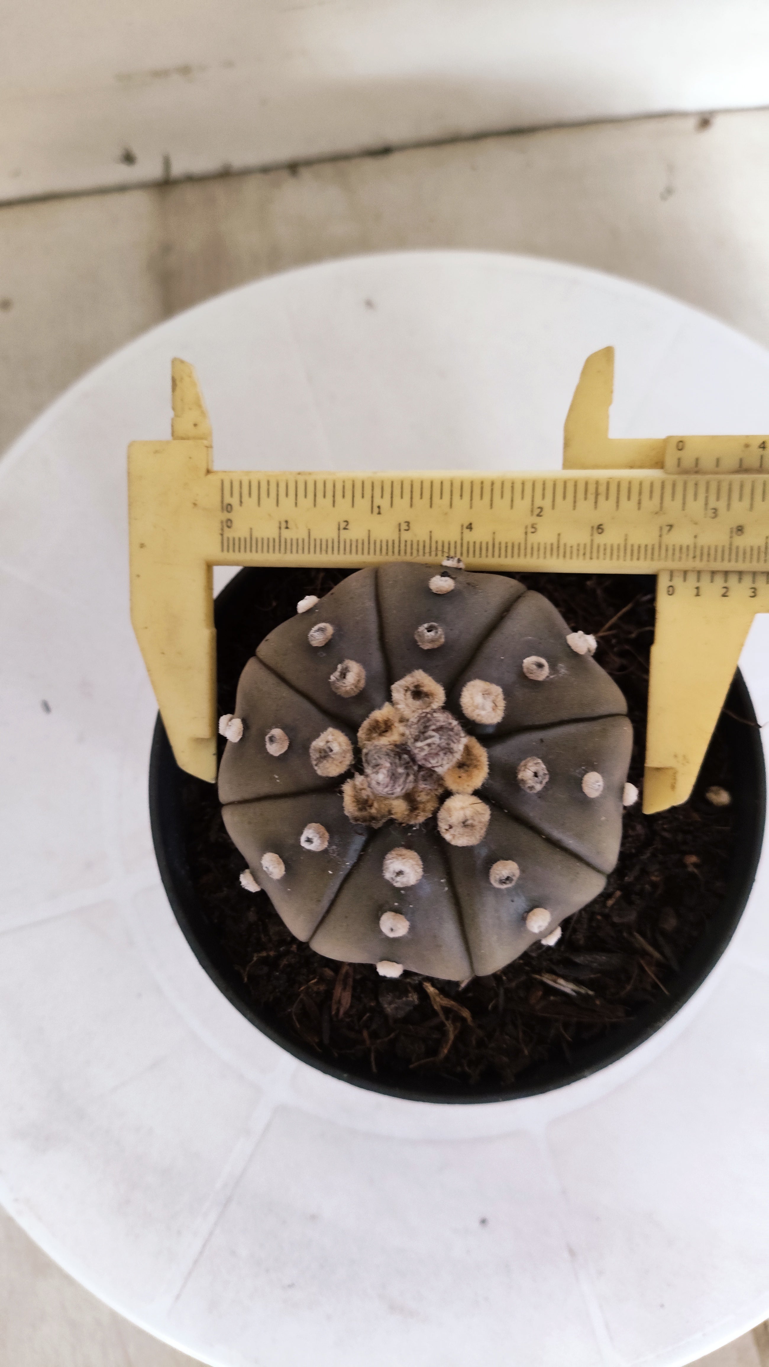 ASTROPHYTUM ASTERIAS "STAR SHAPE - Purple"   Nº 1148 – vaso 11