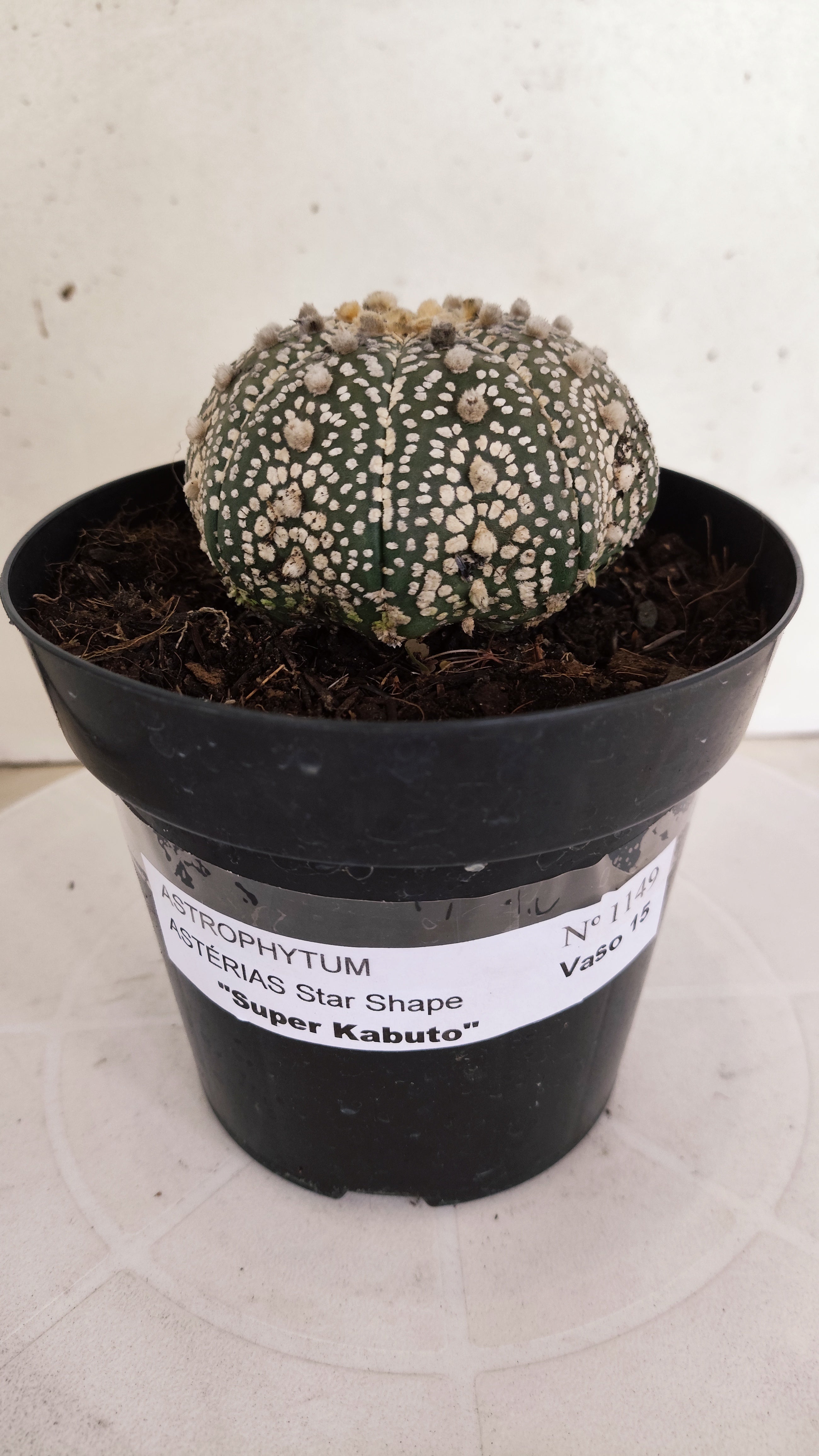 ASTROPHYTUM ASTERIAS "STAR SHAPE - Super Kabuto"   Nº 1149 – vaso 15