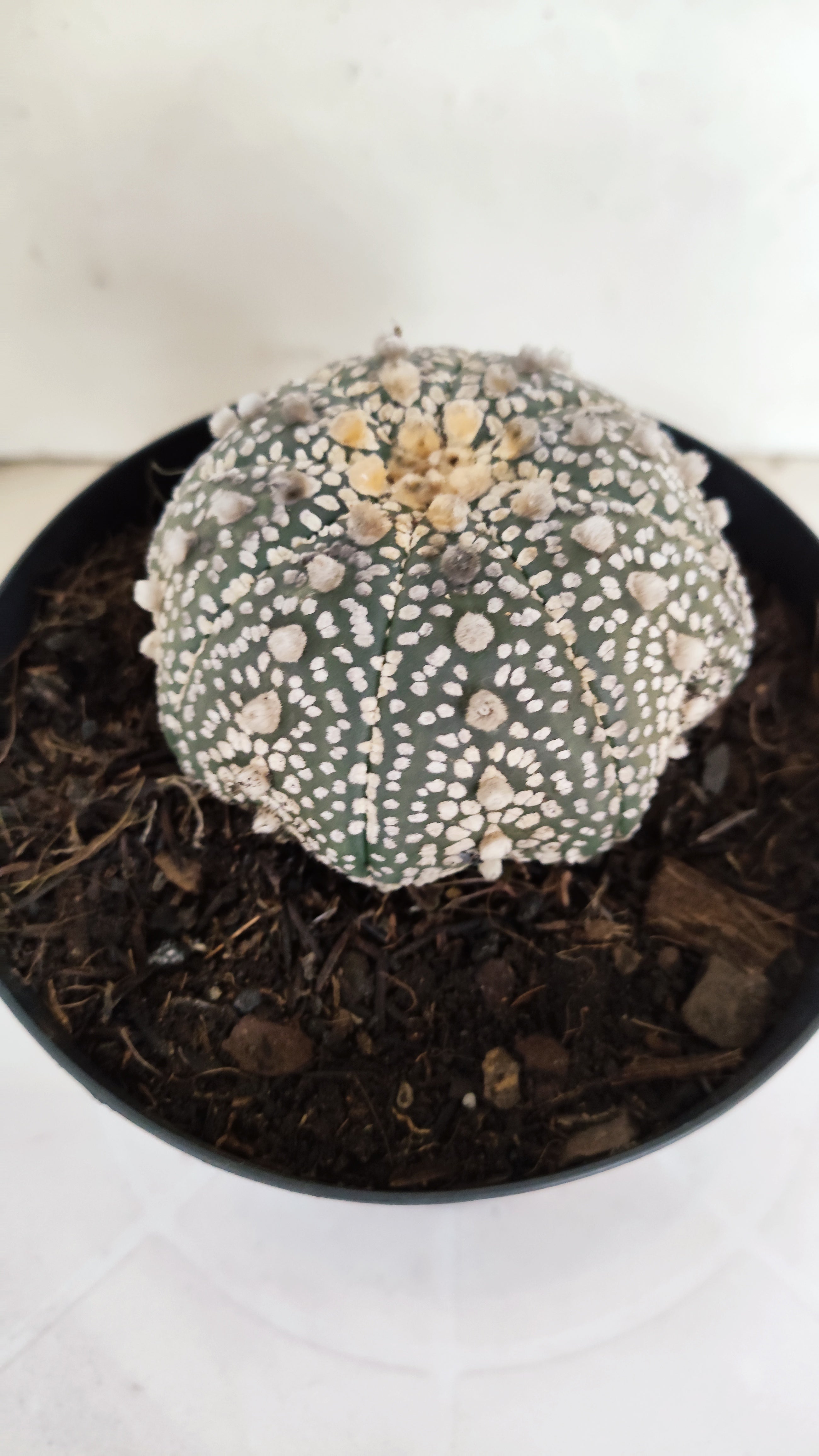 ASTROPHYTUM ASTERIAS "STAR SHAPE - Super Kabuto"   Nº 1149 – vaso 15