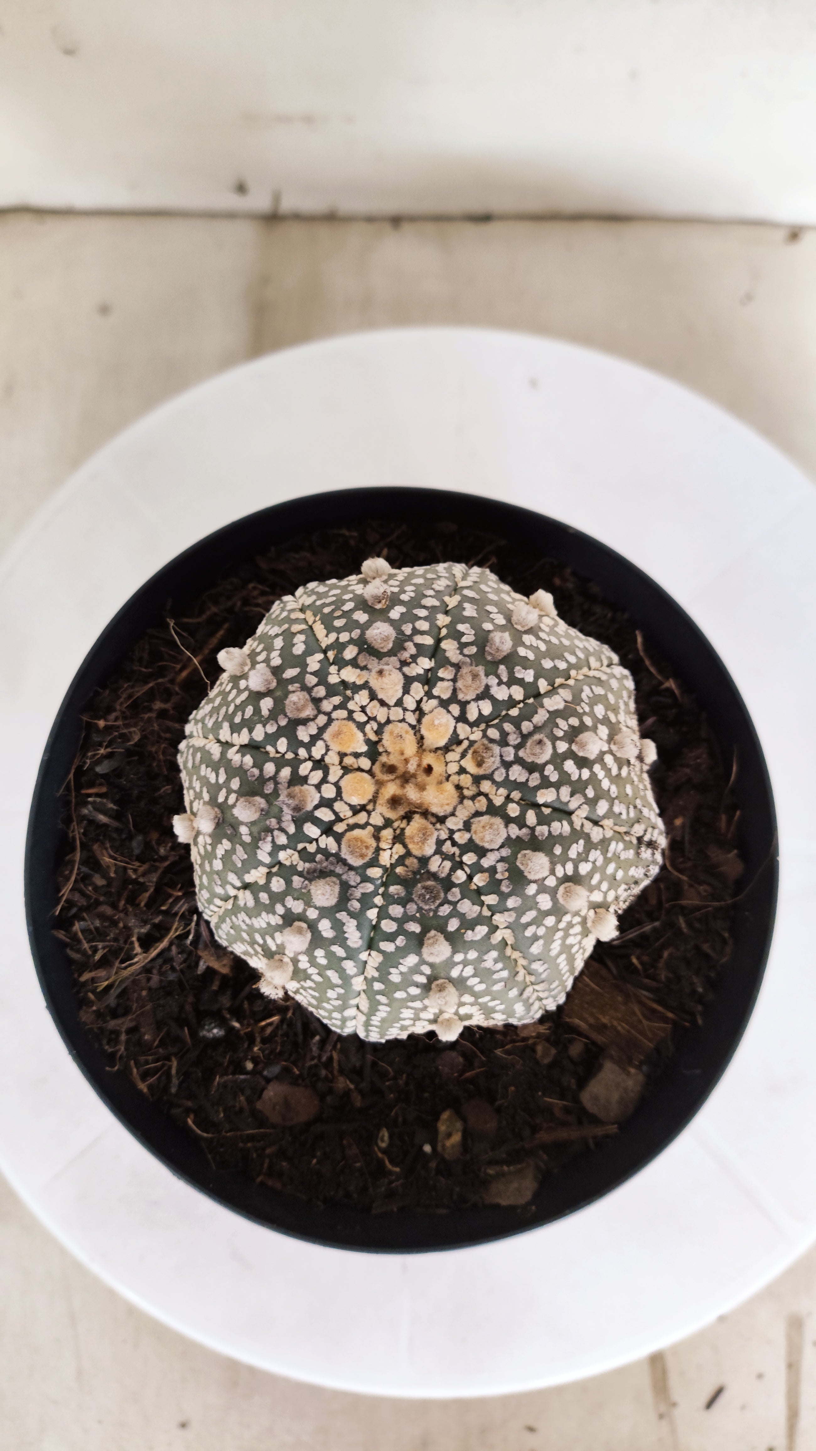 ASTROPHYTUM ASTERIAS "STAR SHAPE - Super Kabuto"   Nº 1149 – vaso 15