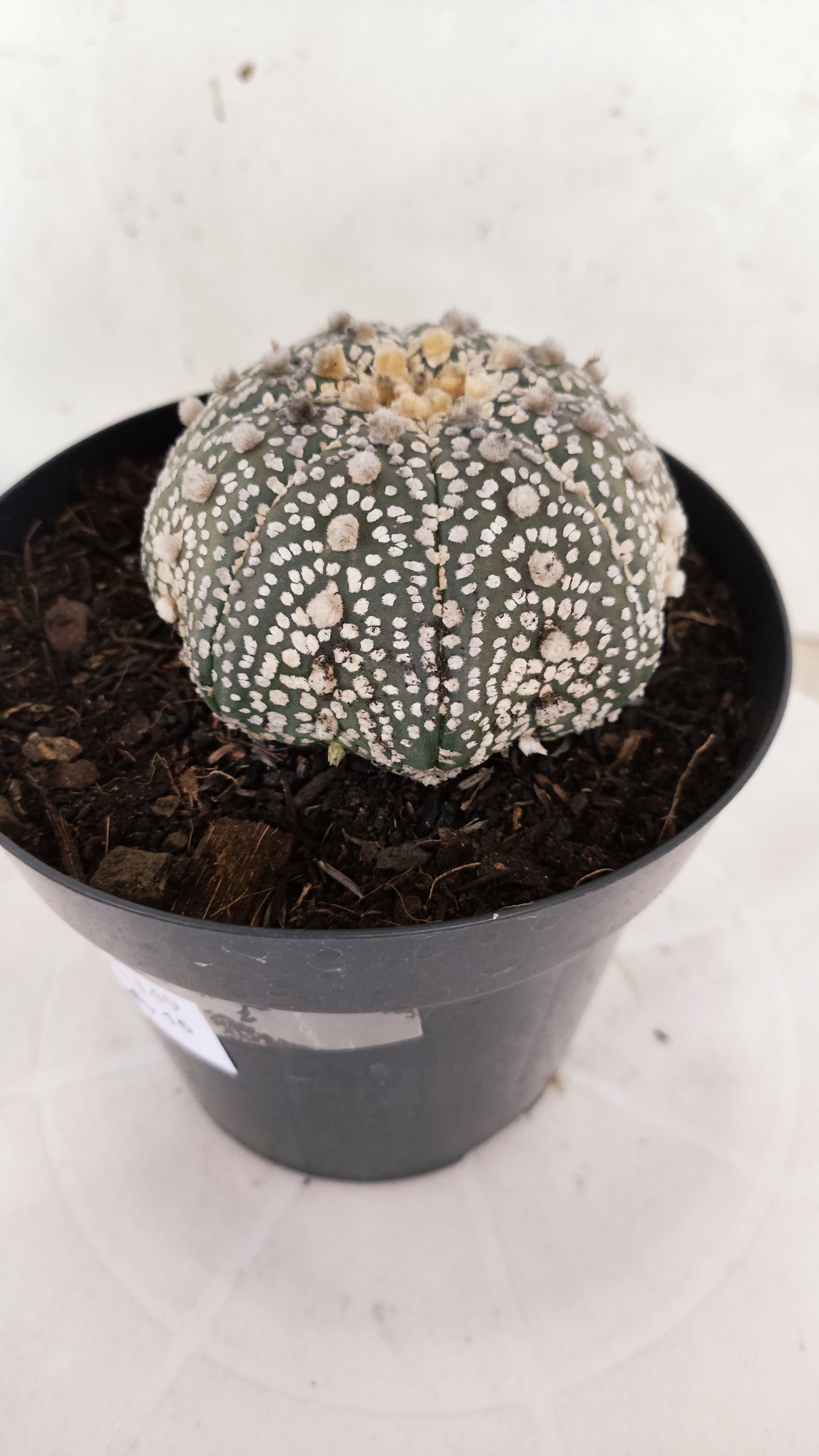 ASTROPHYTUM ASTERIAS "STAR SHAPE - Super Kabuto"   Nº 1149 – vaso 15