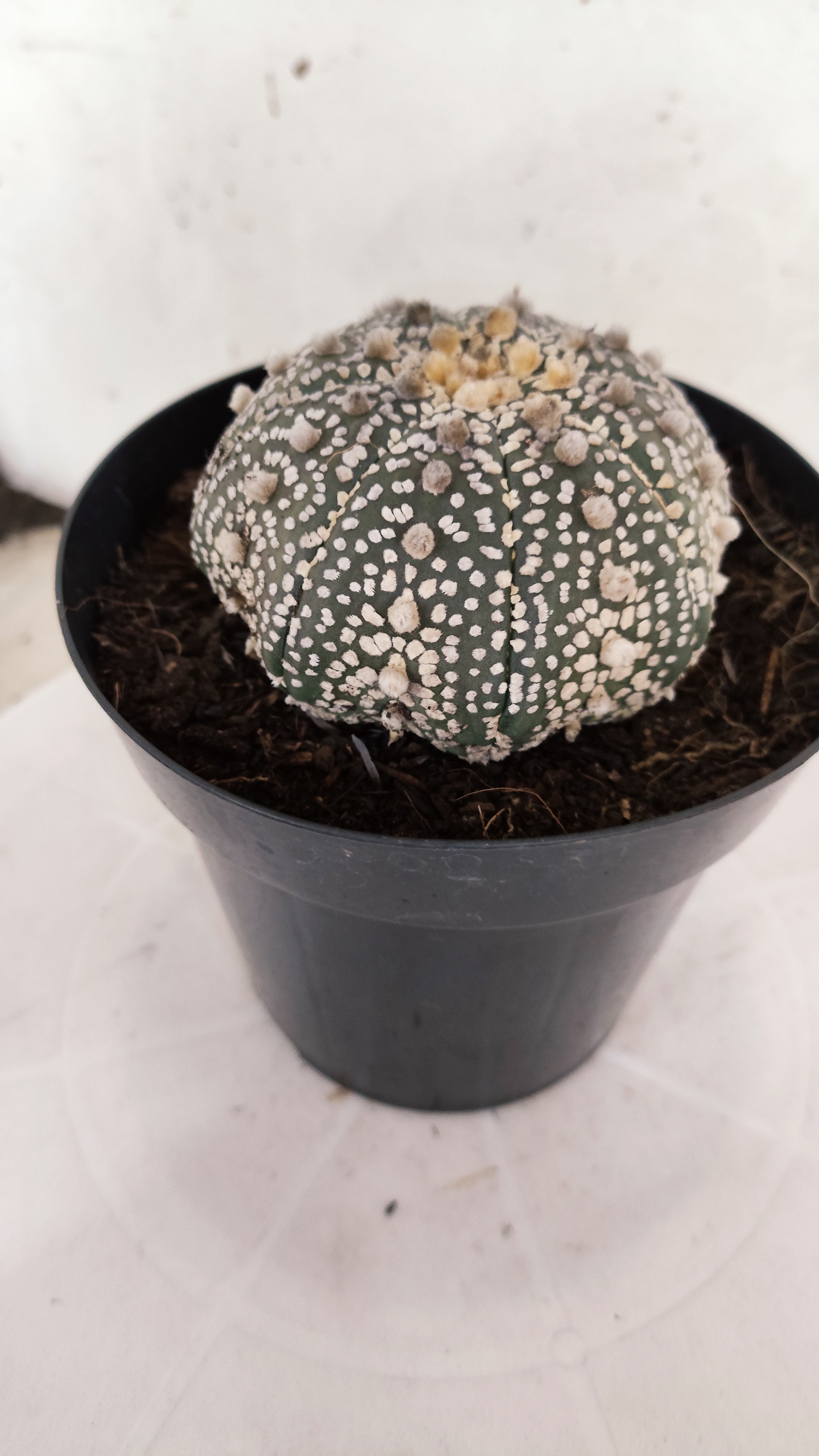 ASTROPHYTUM ASTERIAS "STAR SHAPE - Super Kabuto"   Nº 1149 – vaso 15