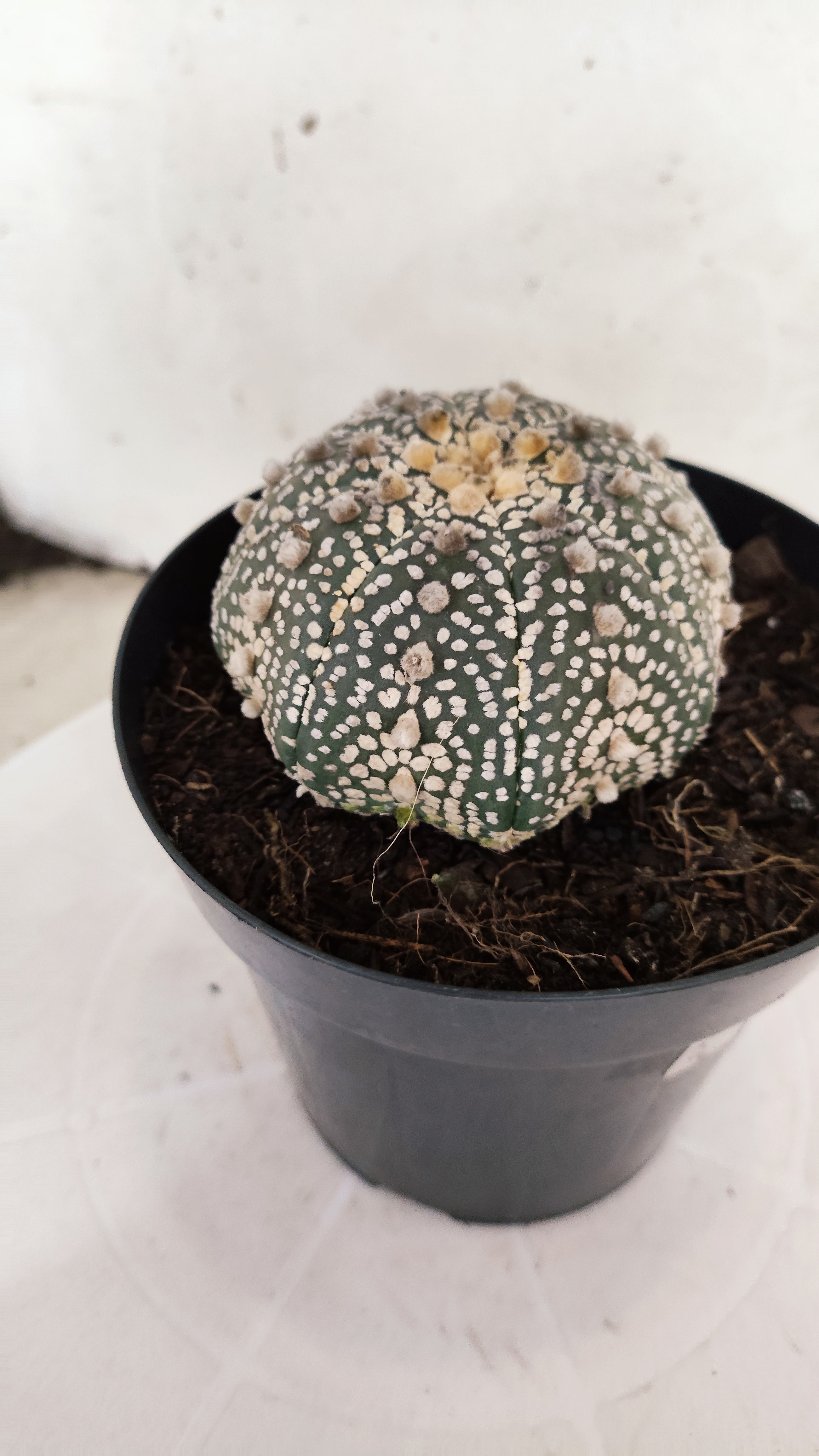ASTROPHYTUM ASTERIAS "STAR SHAPE - Super Kabuto"   Nº 1149 – vaso 15