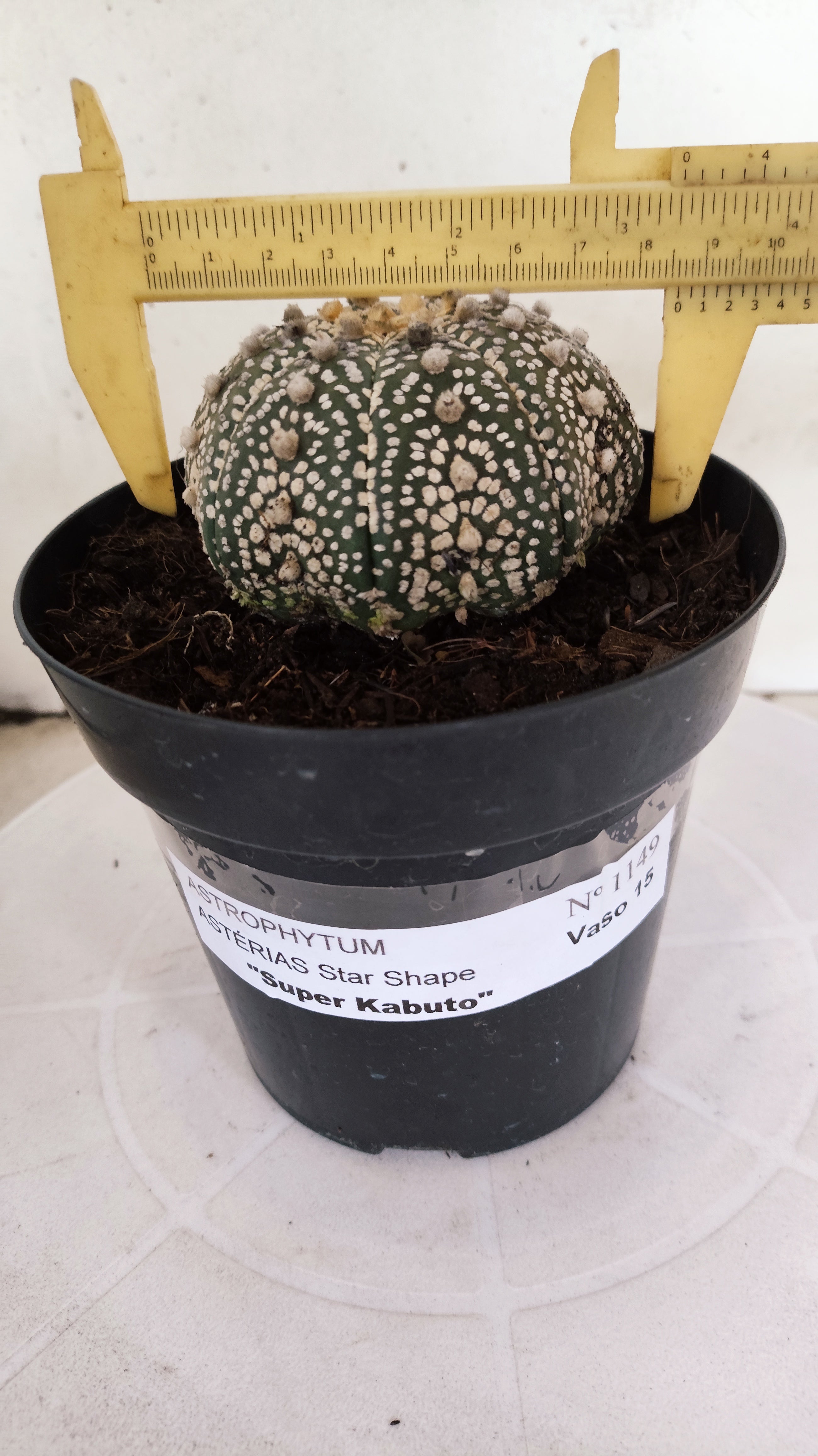 ASTROPHYTUM ASTERIAS "STAR SHAPE - Super Kabuto"   Nº 1149 – vaso 15