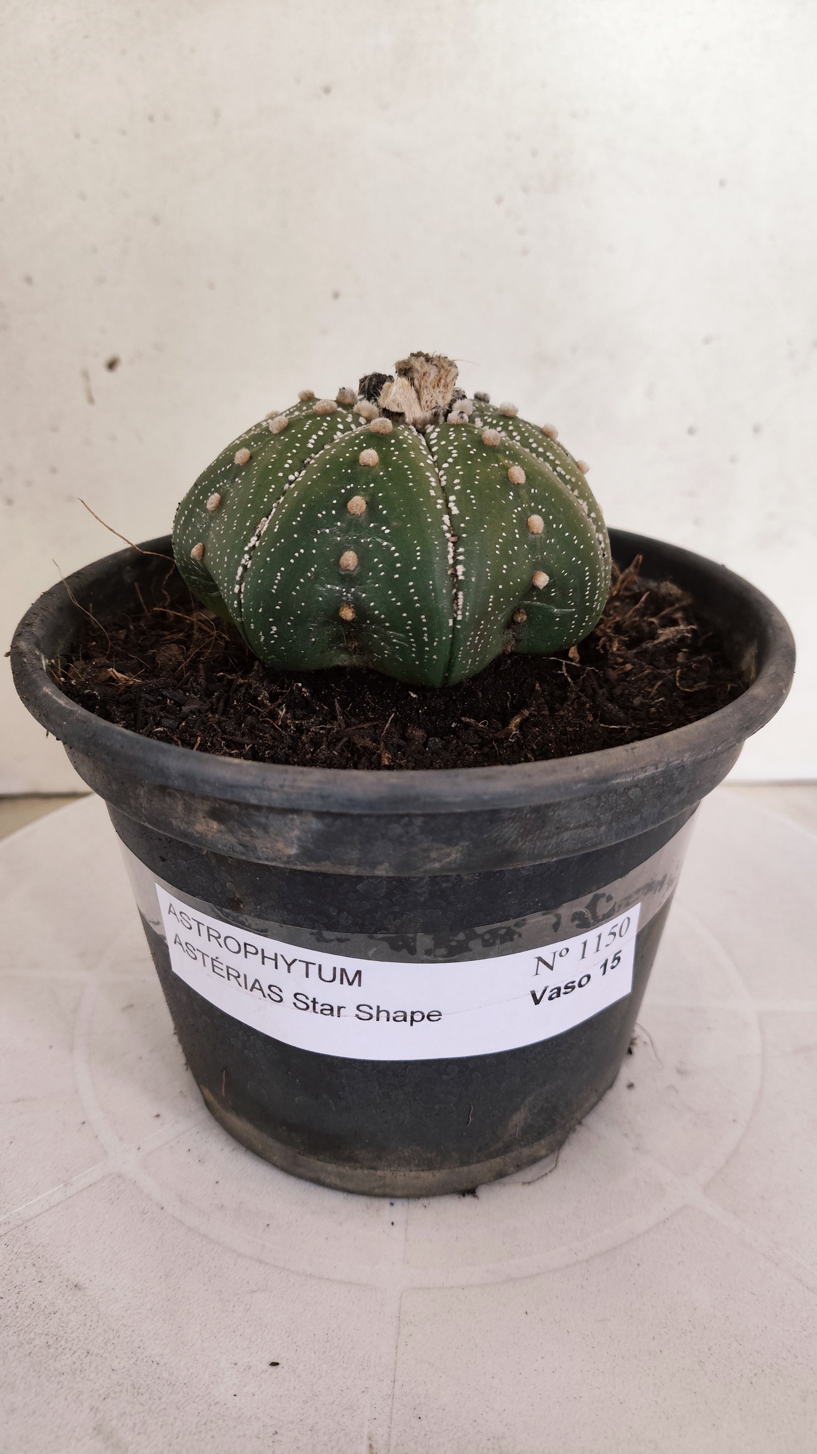 ASTROPHYTUM ASTERIAS "STAR SHAPE"   Nº 1150 – vaso 15