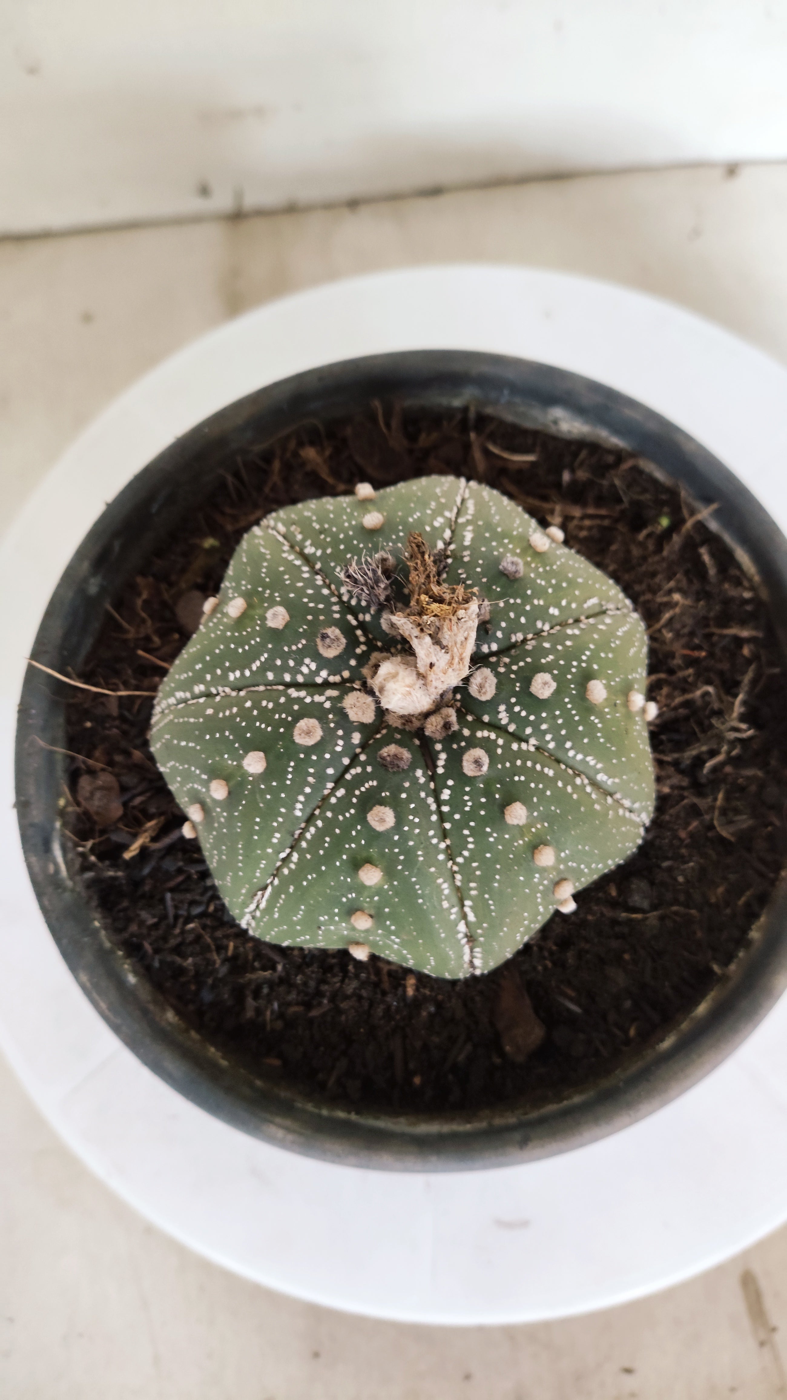 ASTROPHYTUM ASTERIAS "STAR SHAPE"   Nº 1150 – vaso 15