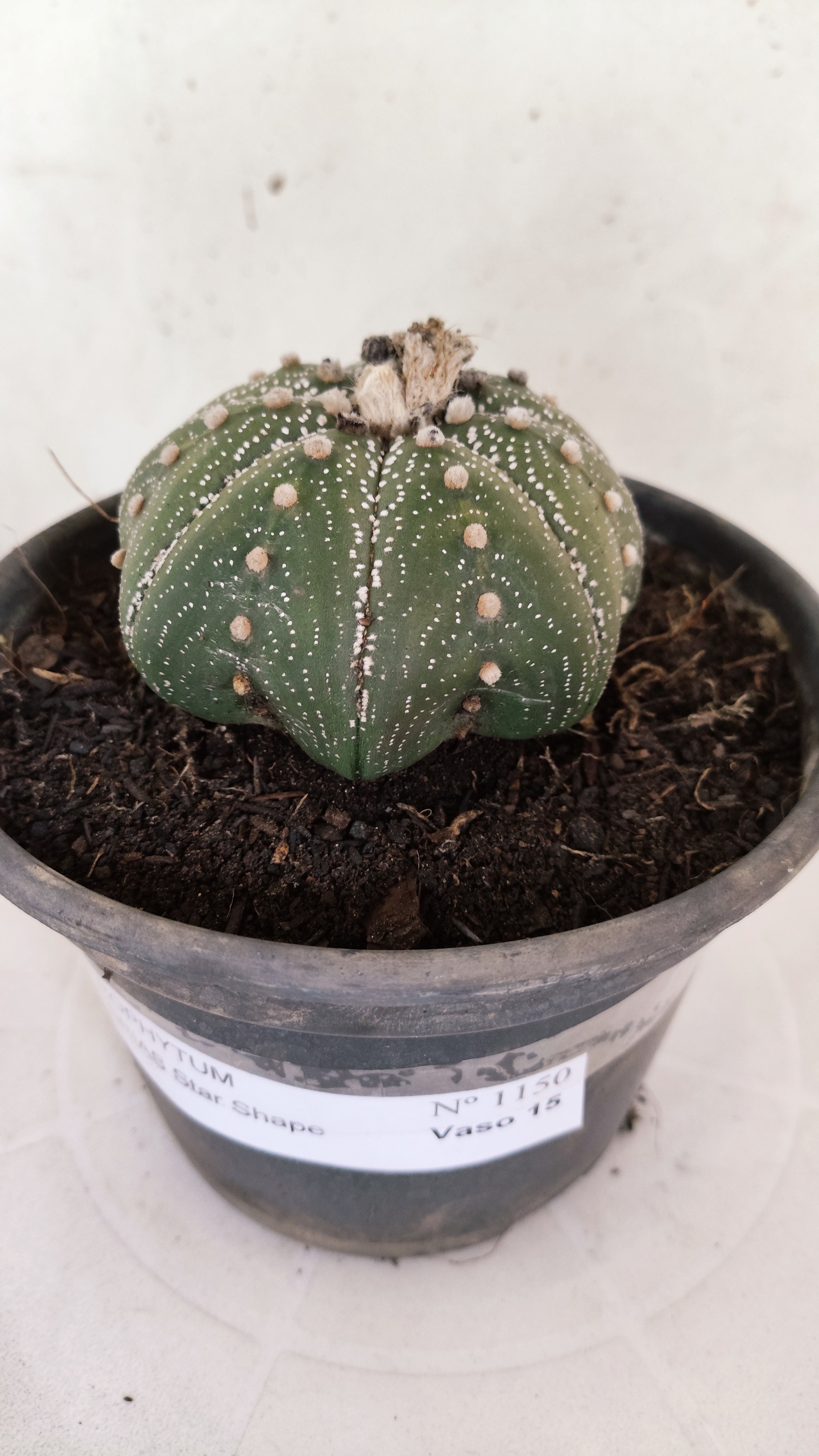 ASTROPHYTUM ASTERIAS "STAR SHAPE"   Nº 1150 – vaso 15