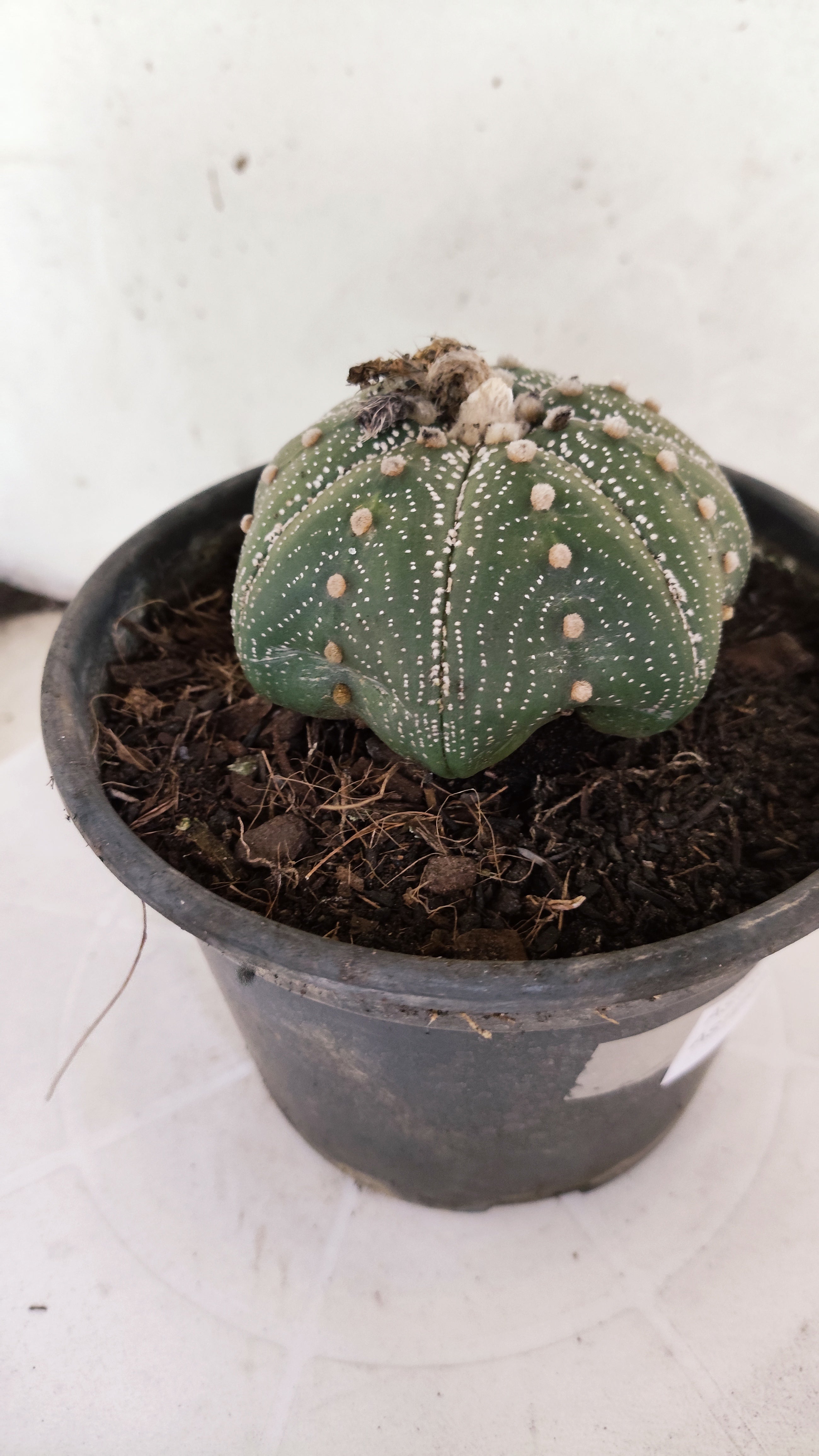 ASTROPHYTUM ASTERIAS "STAR SHAPE"   Nº 1150 – vaso 15
