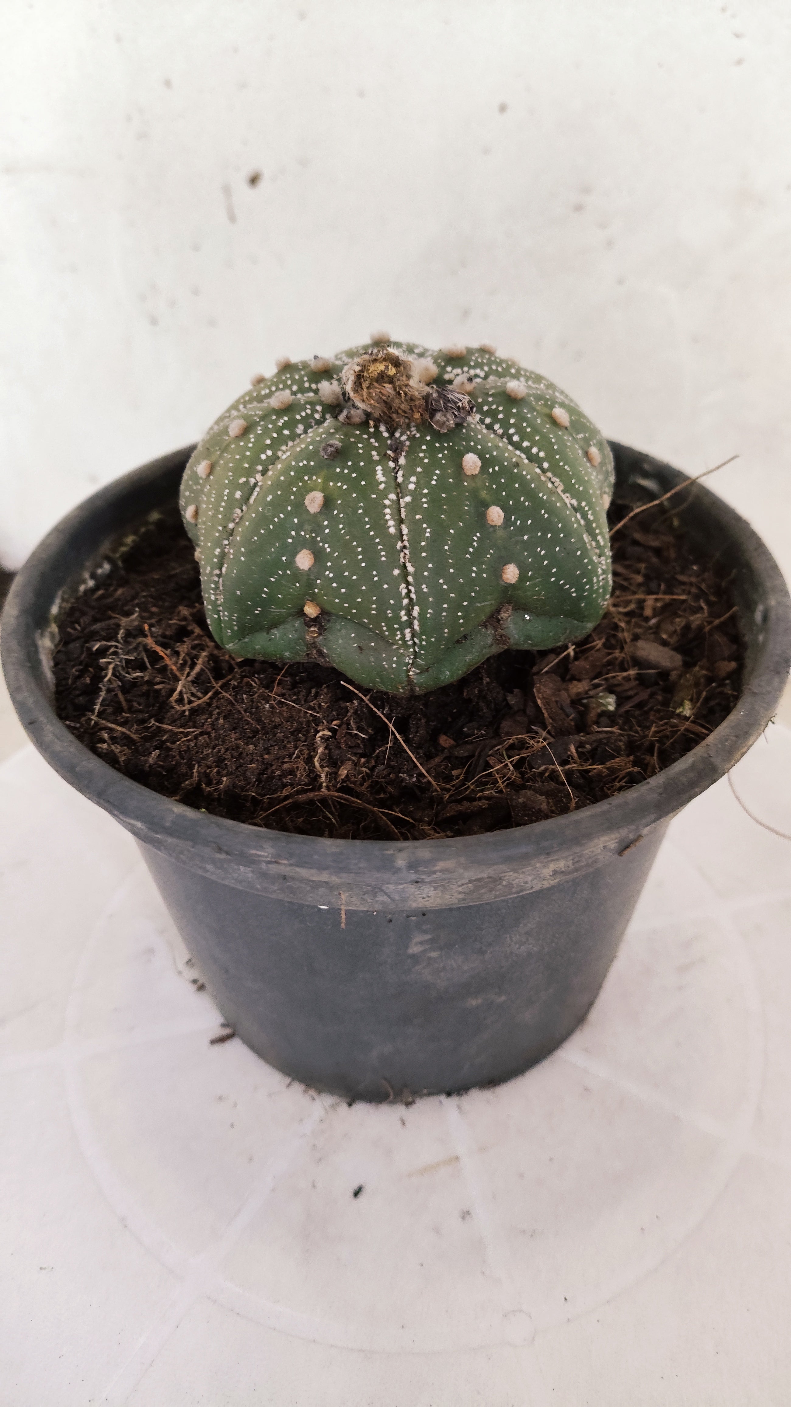 ASTROPHYTUM ASTERIAS "STAR SHAPE"   Nº 1150 – vaso 15