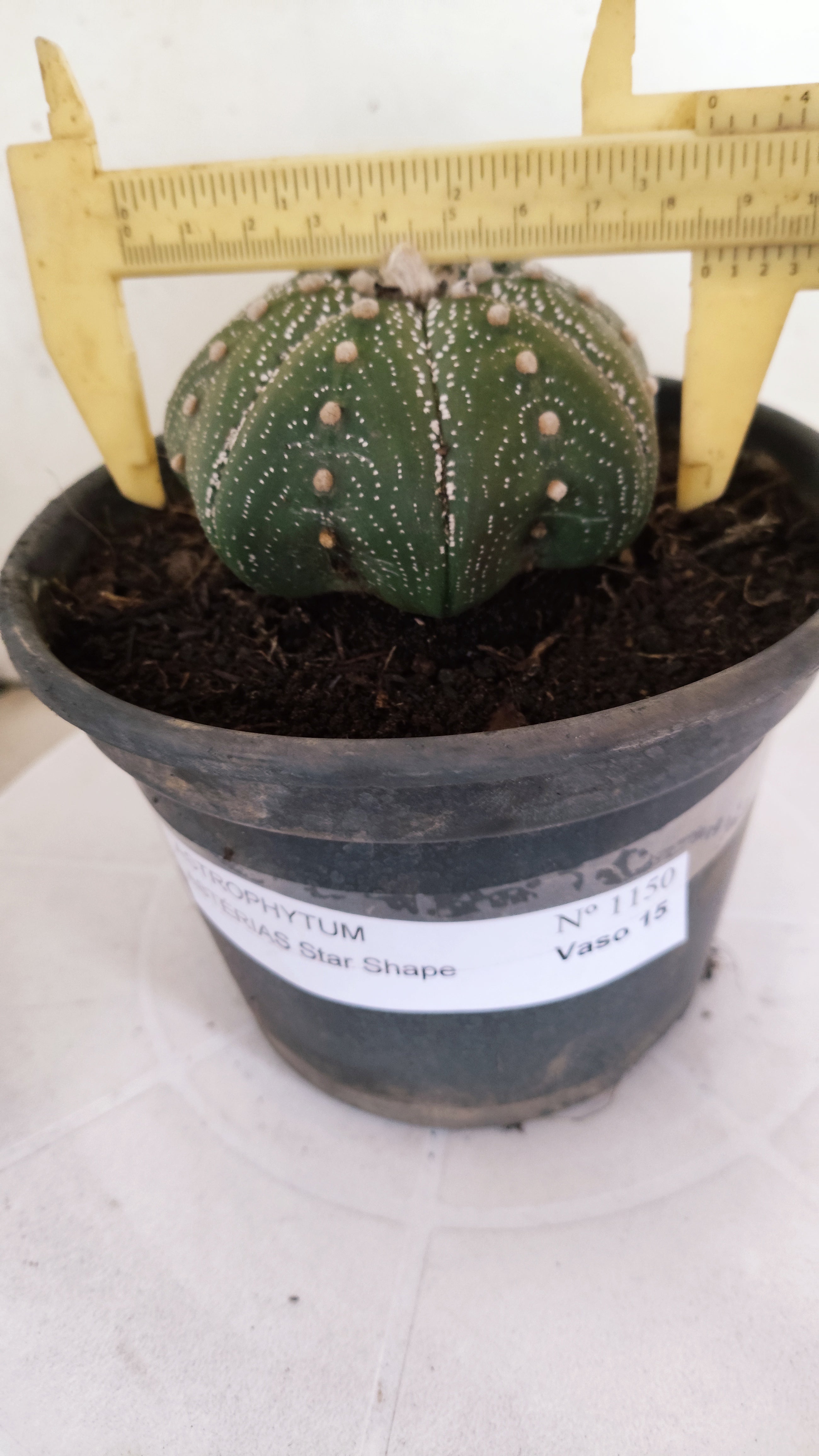 ASTROPHYTUM ASTERIAS "STAR SHAPE"   Nº 1150 – vaso 15