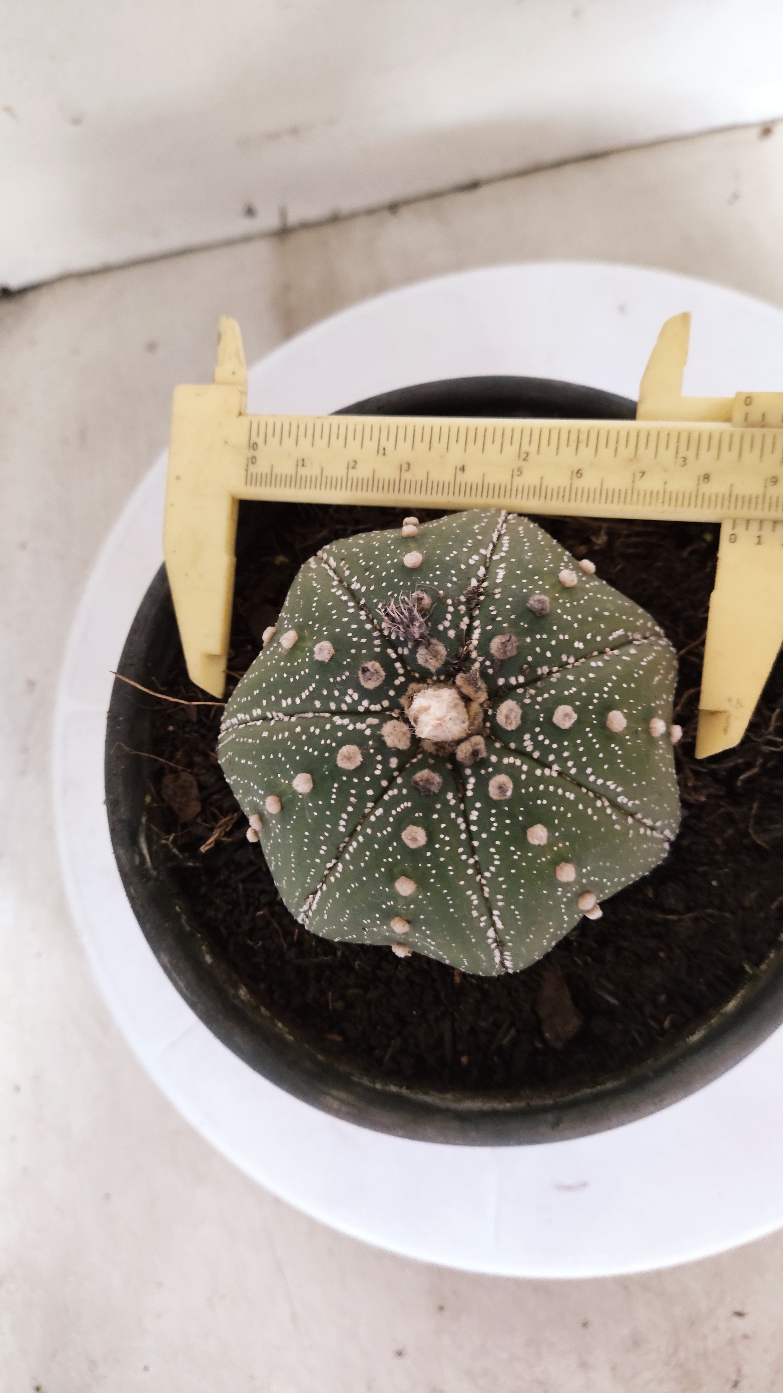 ASTROPHYTUM ASTERIAS "STAR SHAPE"   Nº 1150 – vaso 15