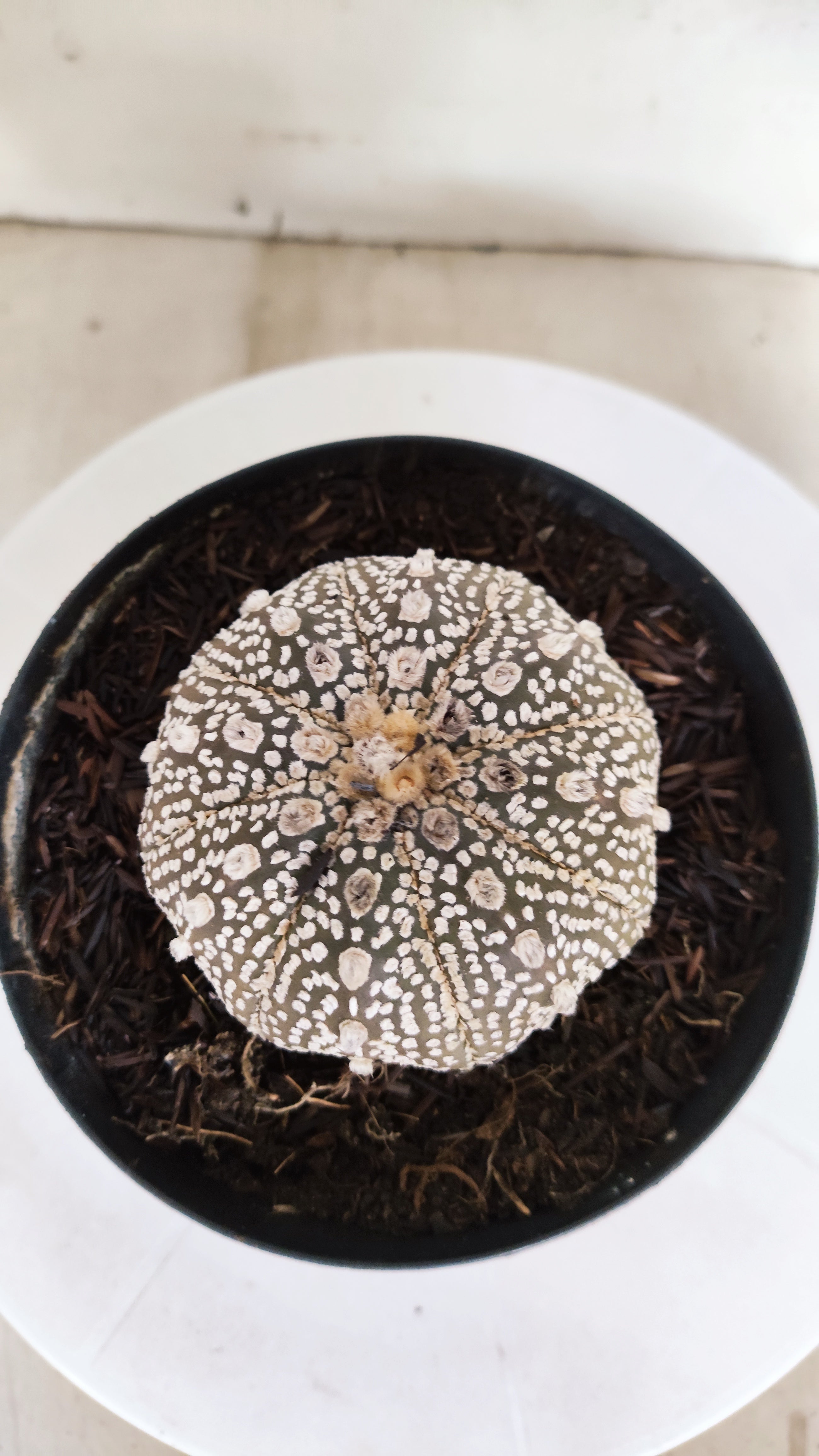ASTROPHYTUM ASTERIAS "STAR SHAPE - SUPER KABUTO - Purple"   Nº 1151 – vaso 15