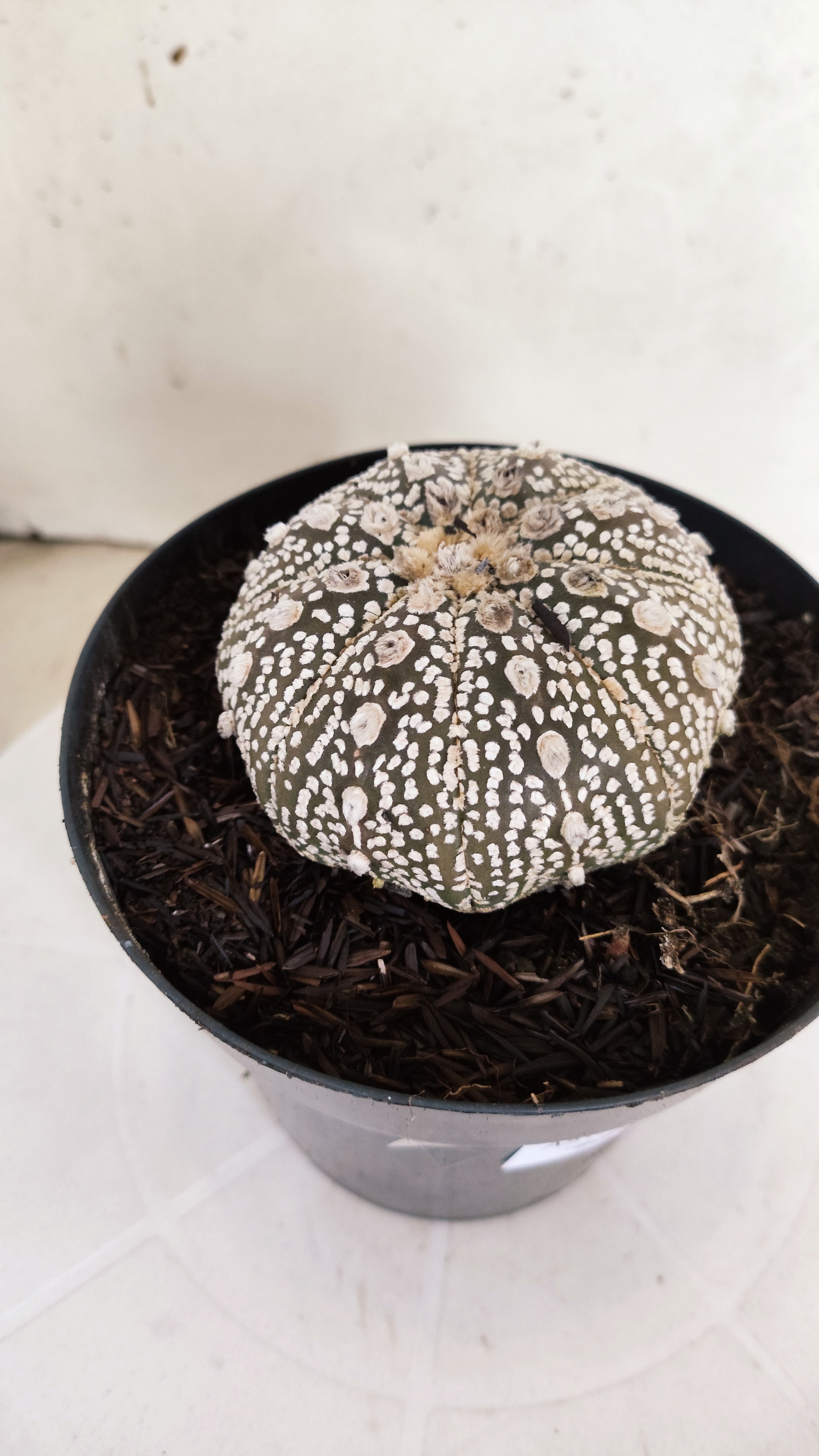 ASTROPHYTUM ASTERIAS "STAR SHAPE - SUPER KABUTO - Purple"   Nº 1151 – vaso 15