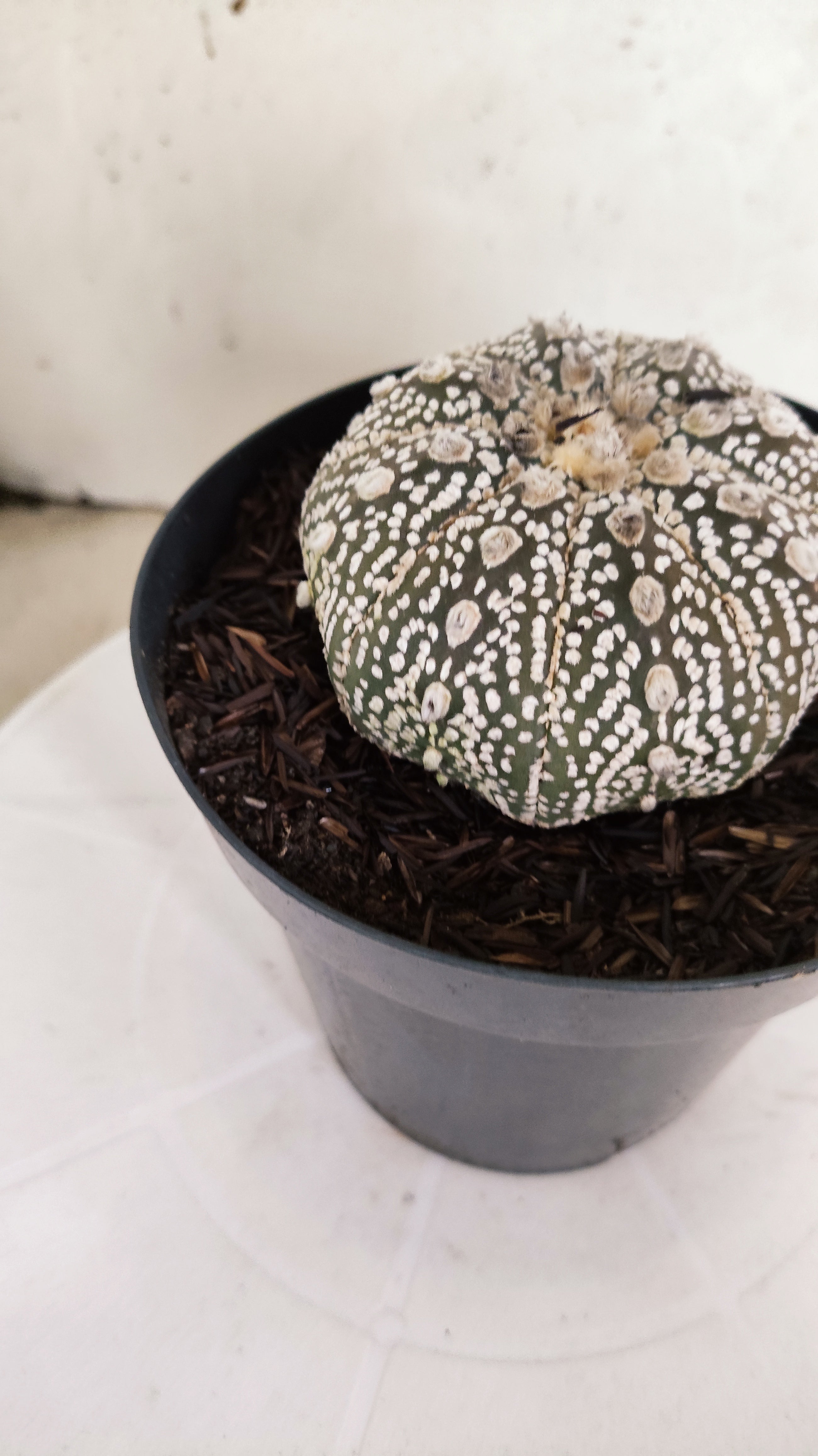 ASTROPHYTUM ASTERIAS "STAR SHAPE - SUPER KABUTO - Purple"   Nº 1151 – vaso 15