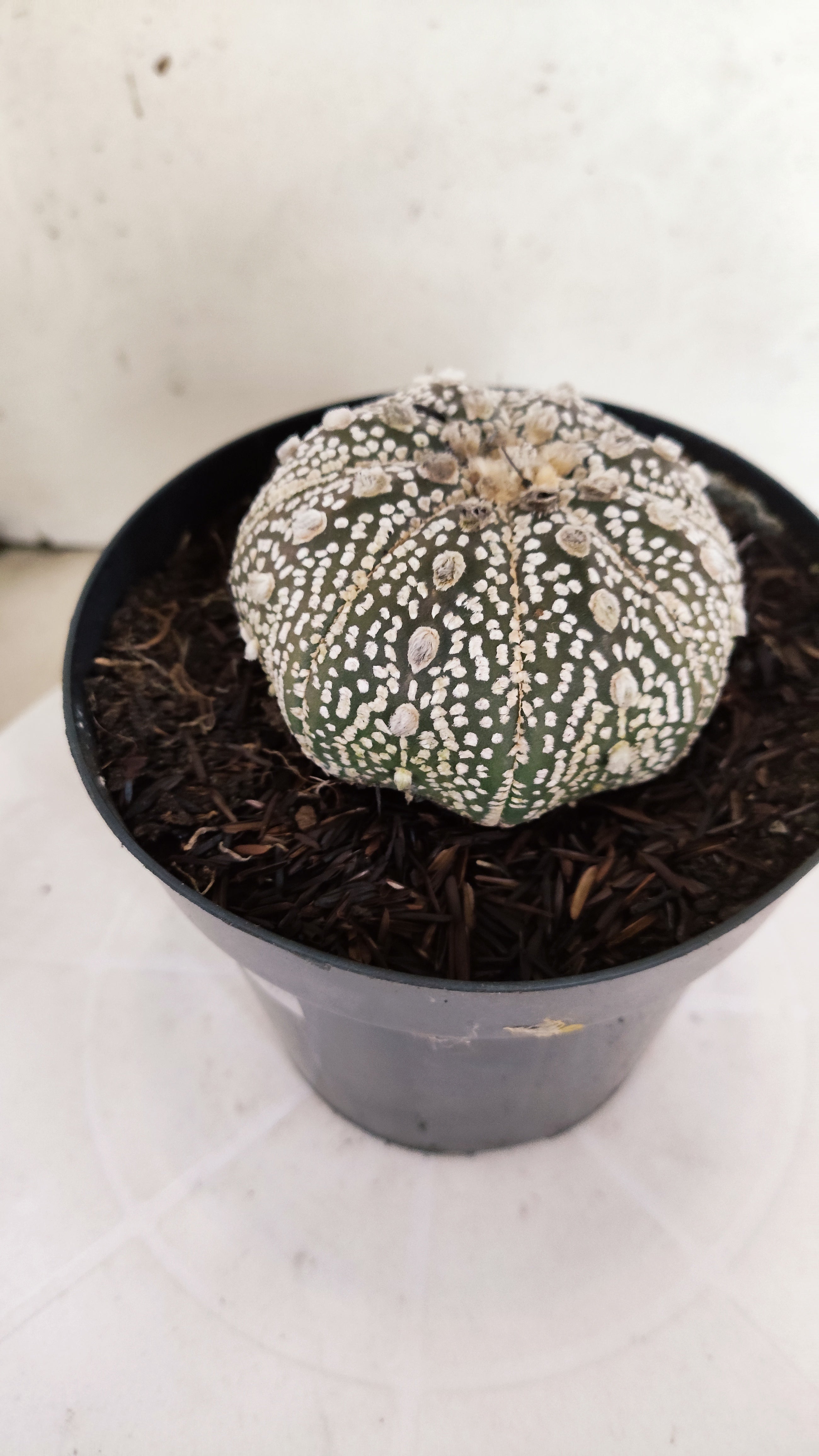 ASTROPHYTUM ASTERIAS "STAR SHAPE - SUPER KABUTO - Purple"   Nº 1151 – vaso 15