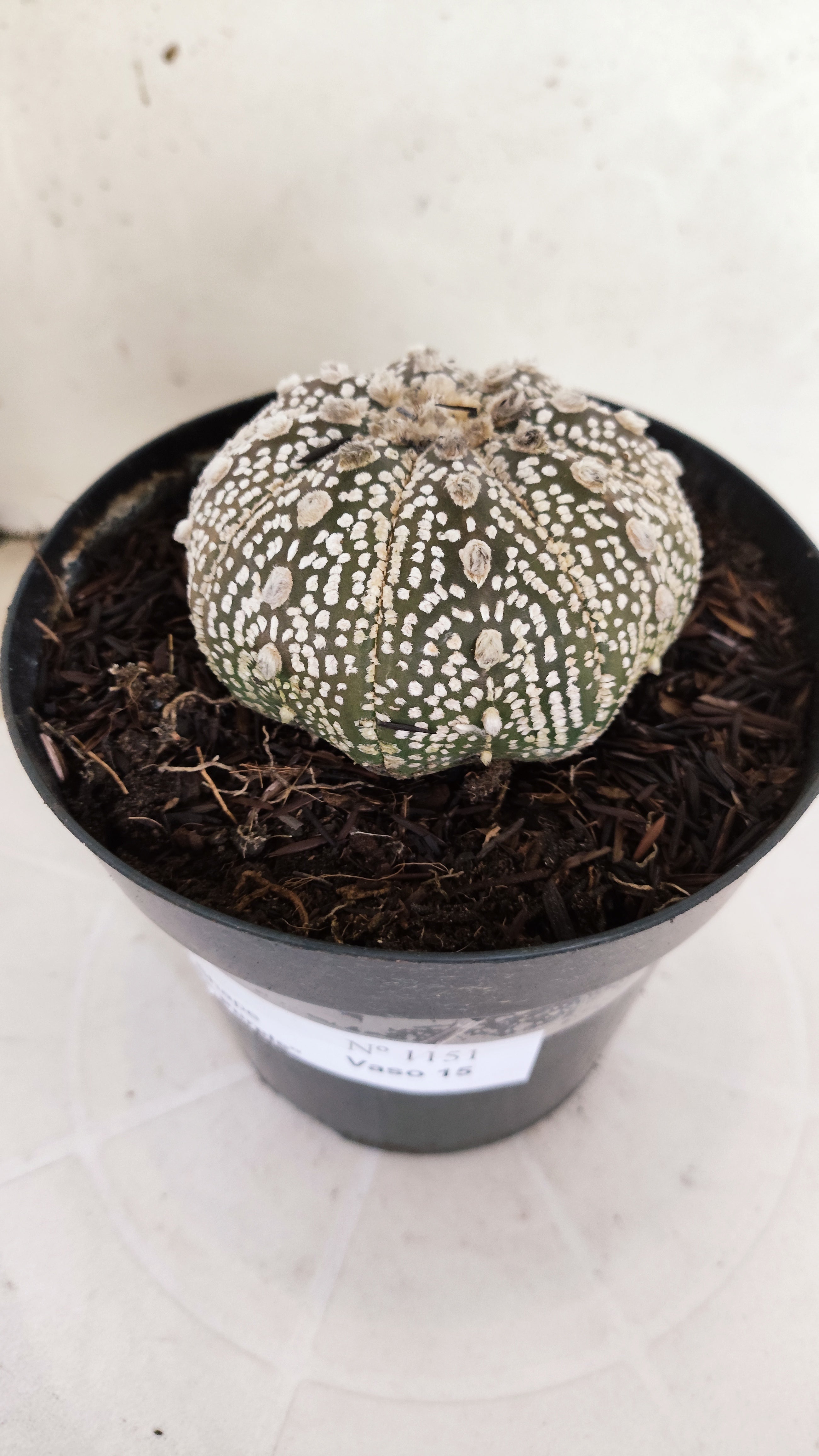 ASTROPHYTUM ASTERIAS "STAR SHAPE - SUPER KABUTO - Purple"   Nº 1151 – vaso 15