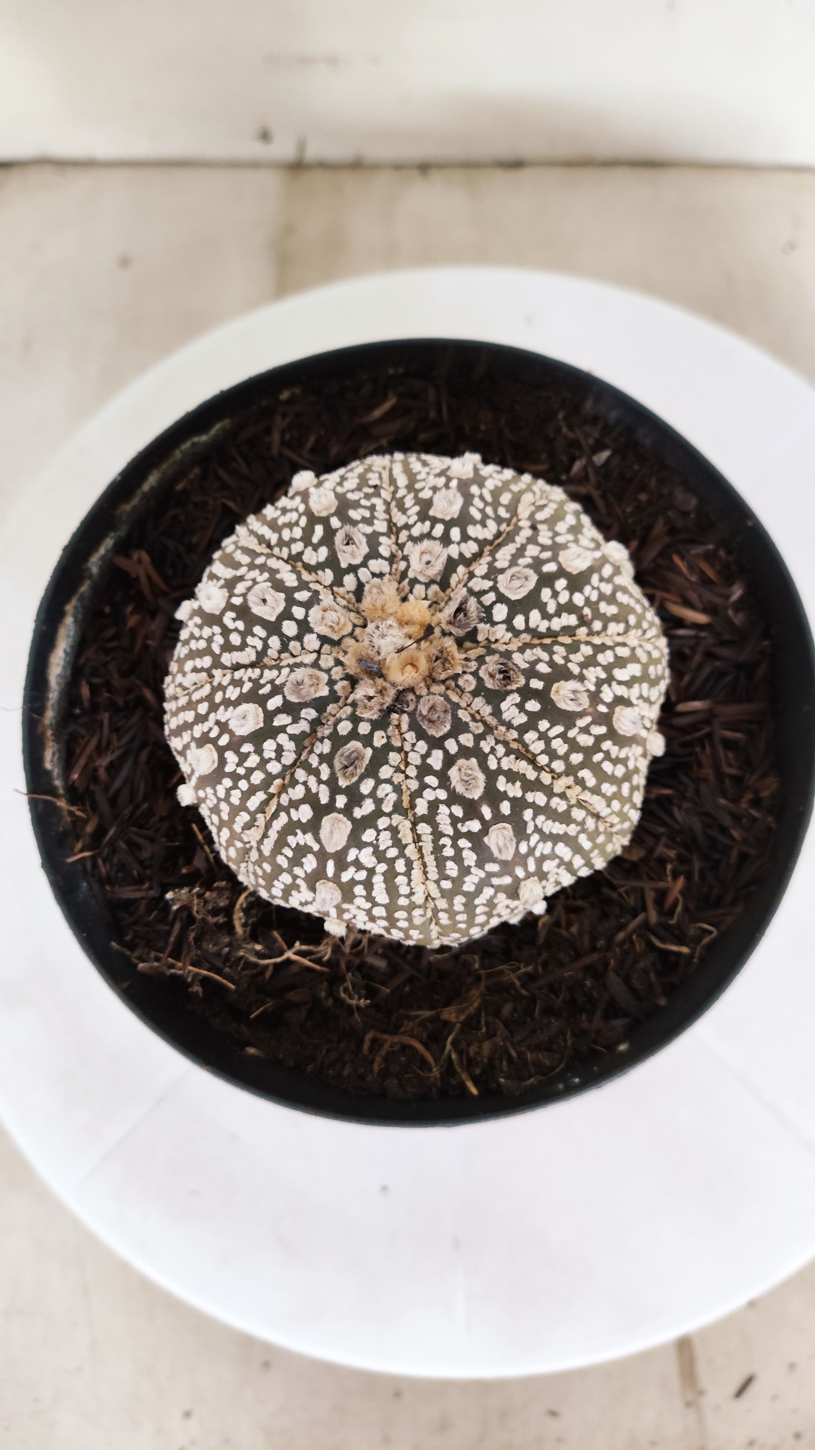 ASTROPHYTUM ASTERIAS "STAR SHAPE - SUPER KABUTO - Purple"   Nº 1151 – vaso 15