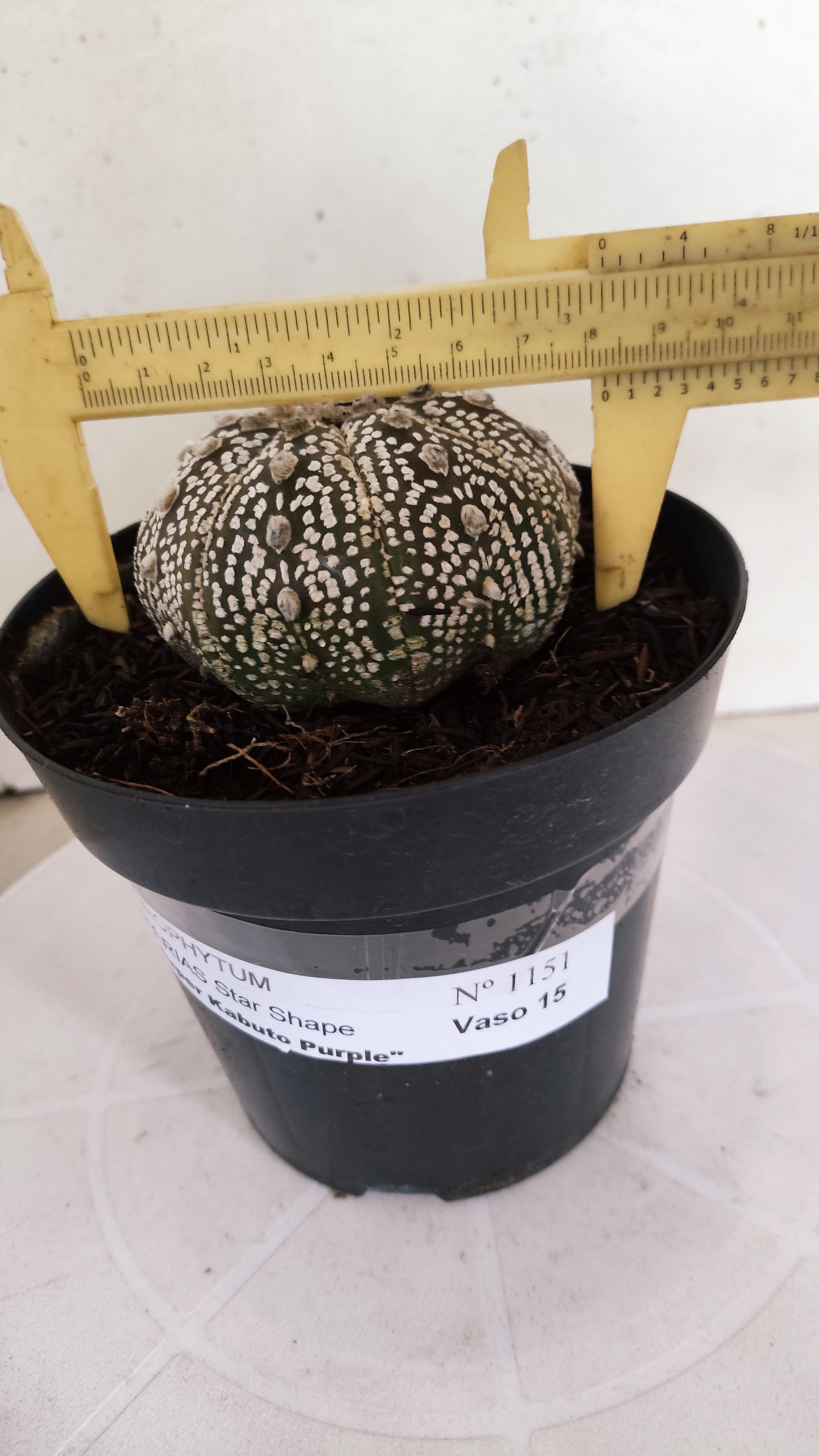 ASTROPHYTUM ASTERIAS "STAR SHAPE - SUPER KABUTO - Purple"   Nº 1151 – vaso 15
