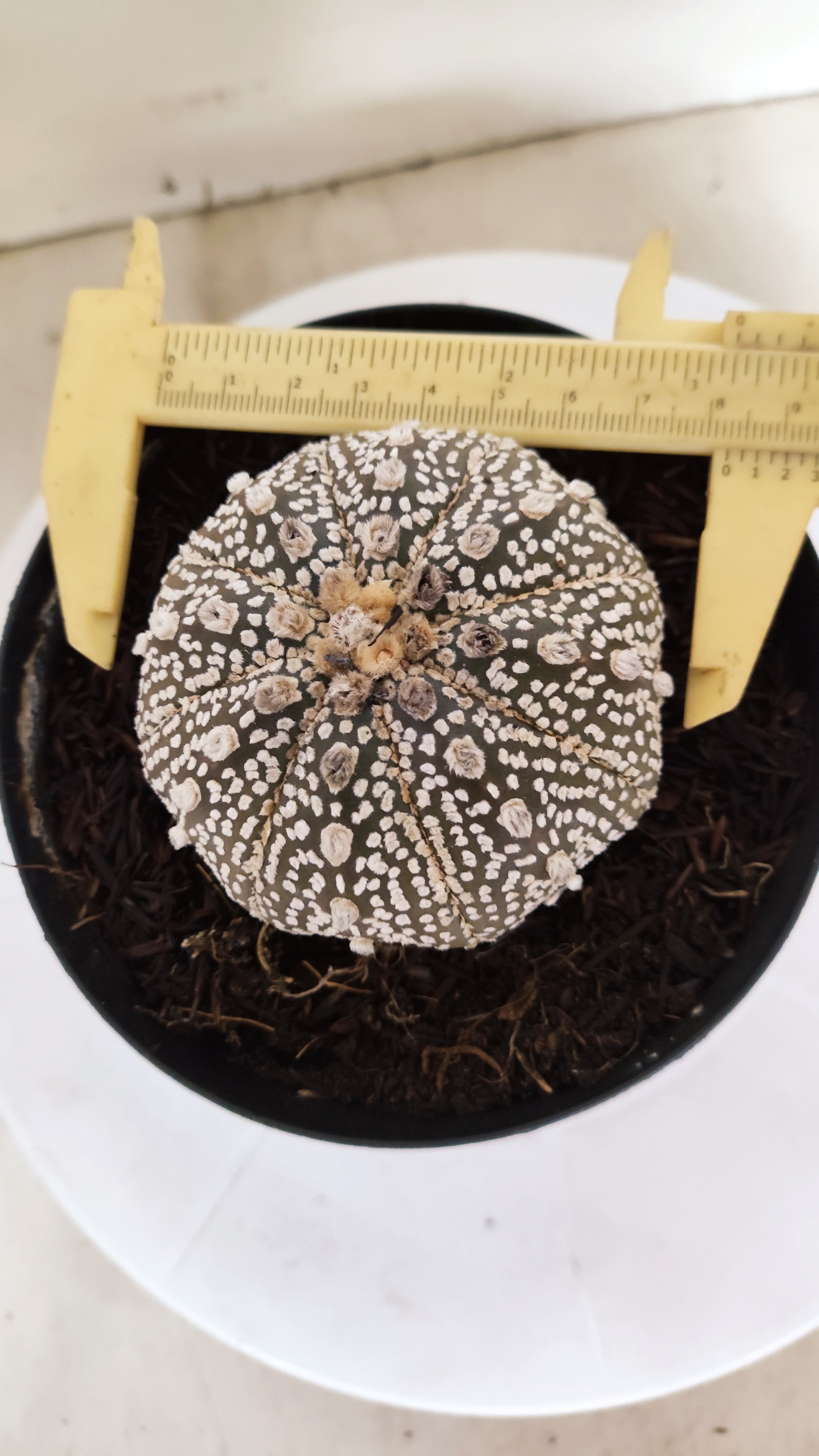 ASTROPHYTUM ASTERIAS "STAR SHAPE - SUPER KABUTO - Purple"   Nº 1151 – vaso 15