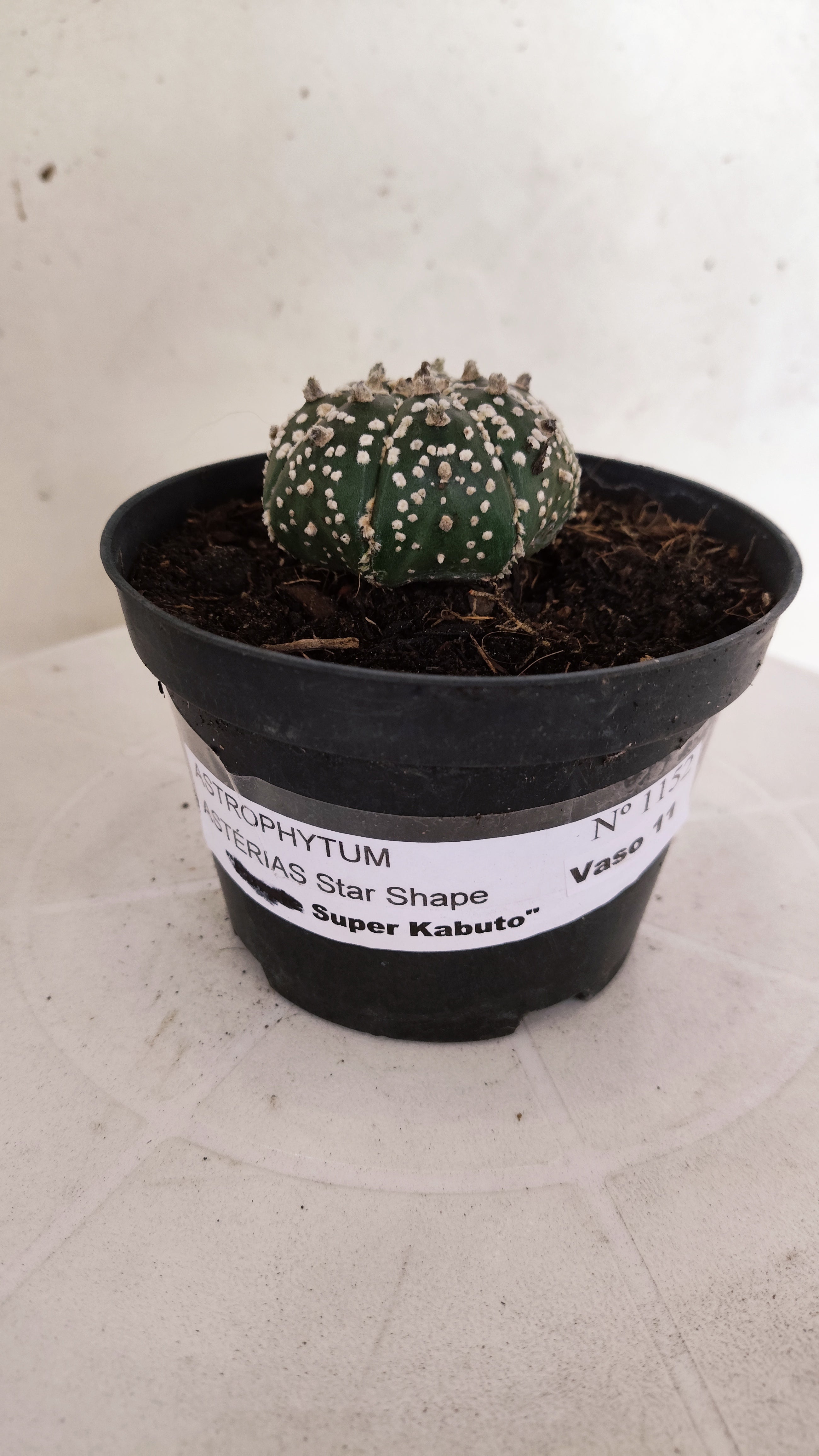 ASTROPHYTUM ASTERIAS "STAR SHAPE - Super Kabuto"   Nº 1152 – vaso 11