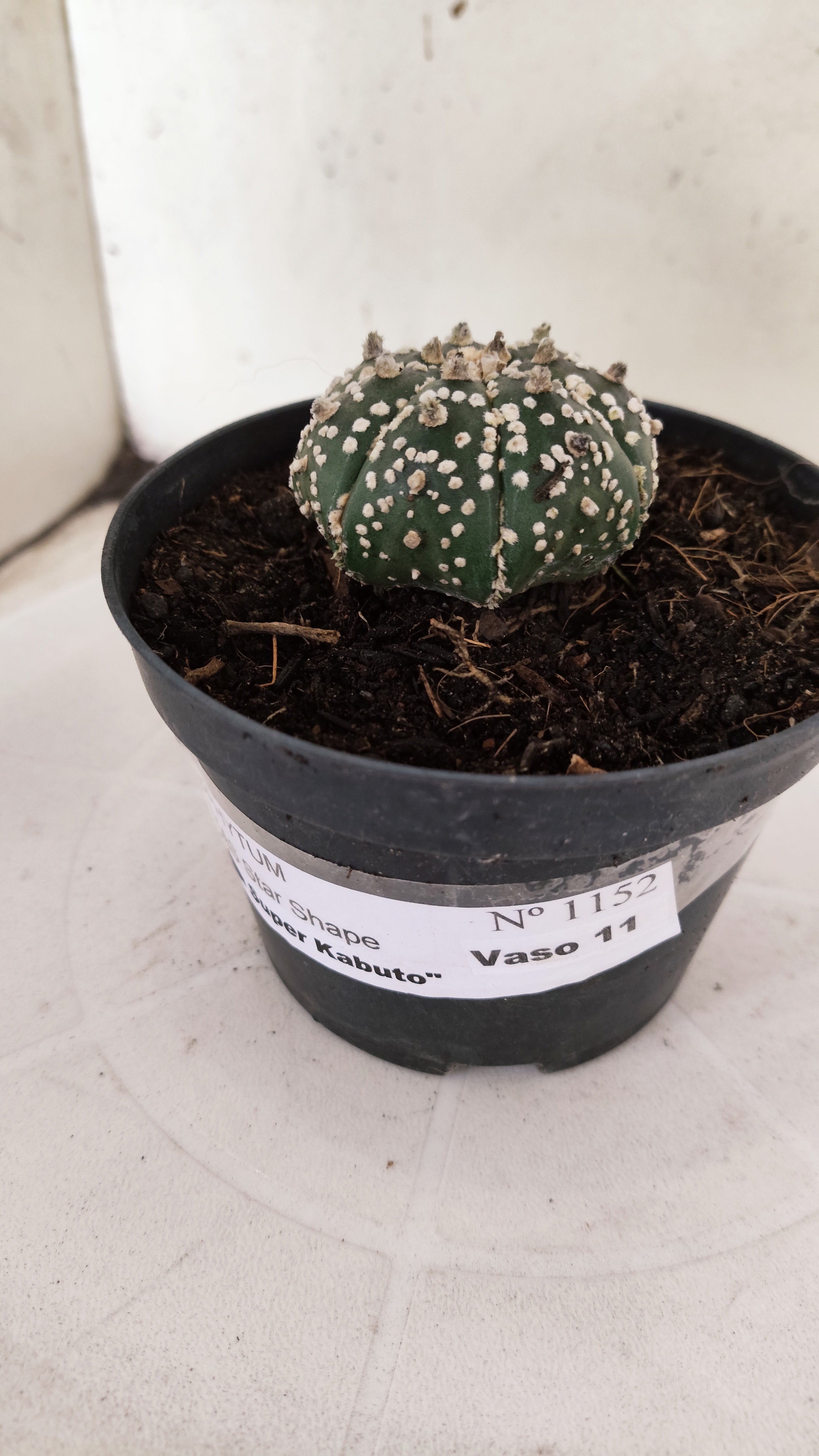 ASTROPHYTUM ASTERIAS "STAR SHAPE - Super Kabuto"   Nº 1152 – vaso 11
