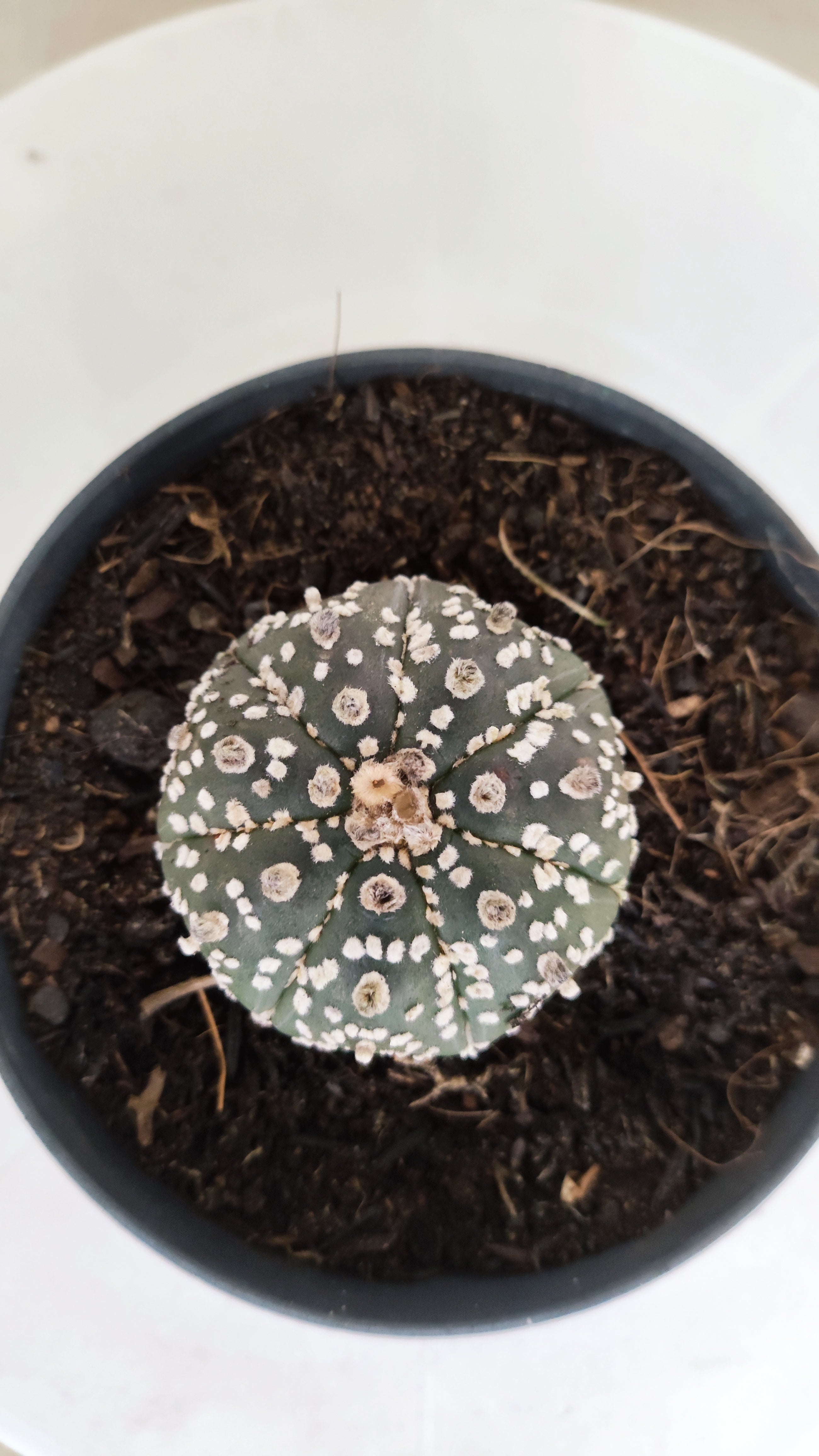 ASTROPHYTUM ASTERIAS "STAR SHAPE - Super Kabuto"   Nº 1152 – vaso 11