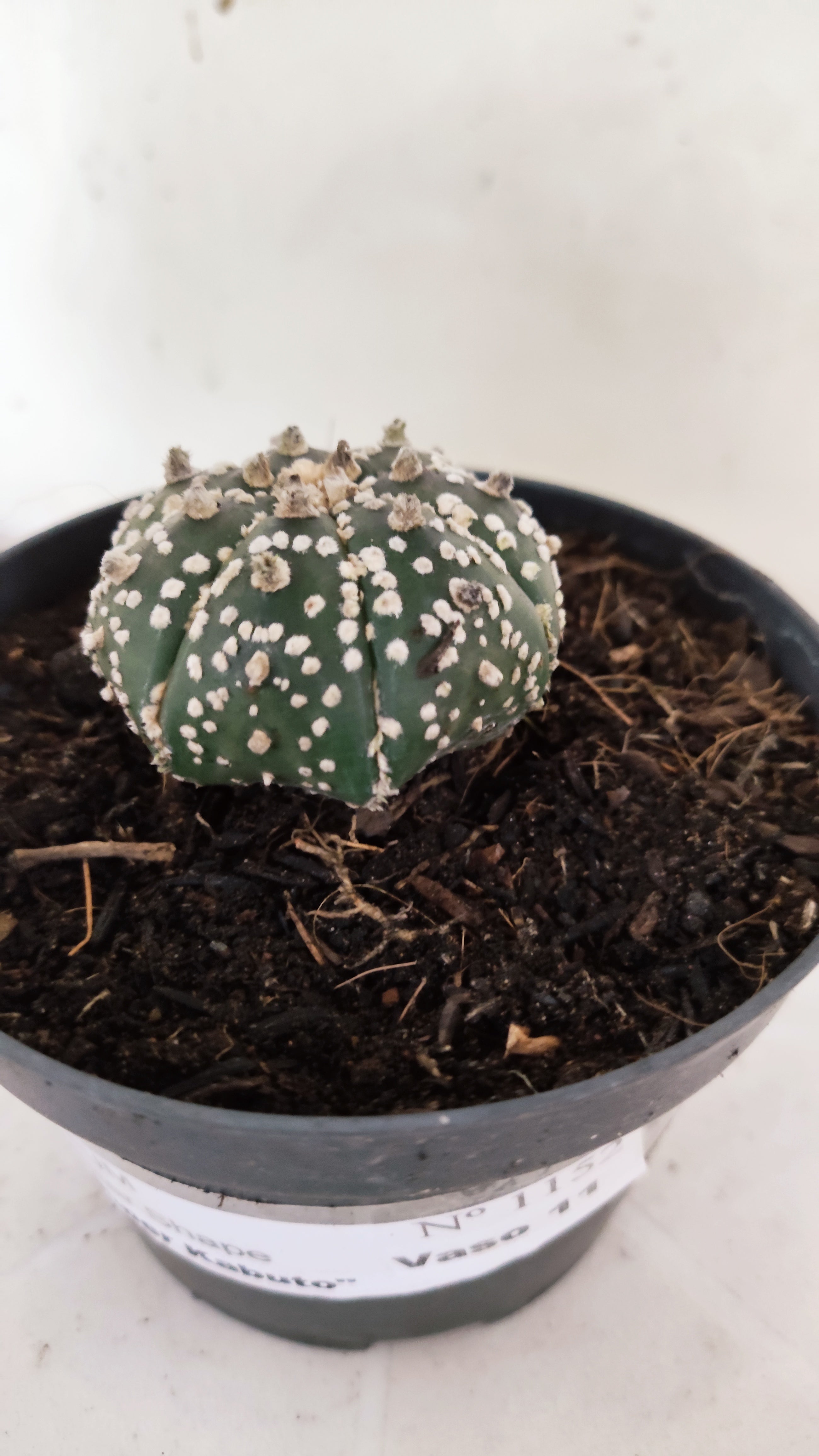 ASTROPHYTUM ASTERIAS "STAR SHAPE - Super Kabuto"   Nº 1152 – vaso 11