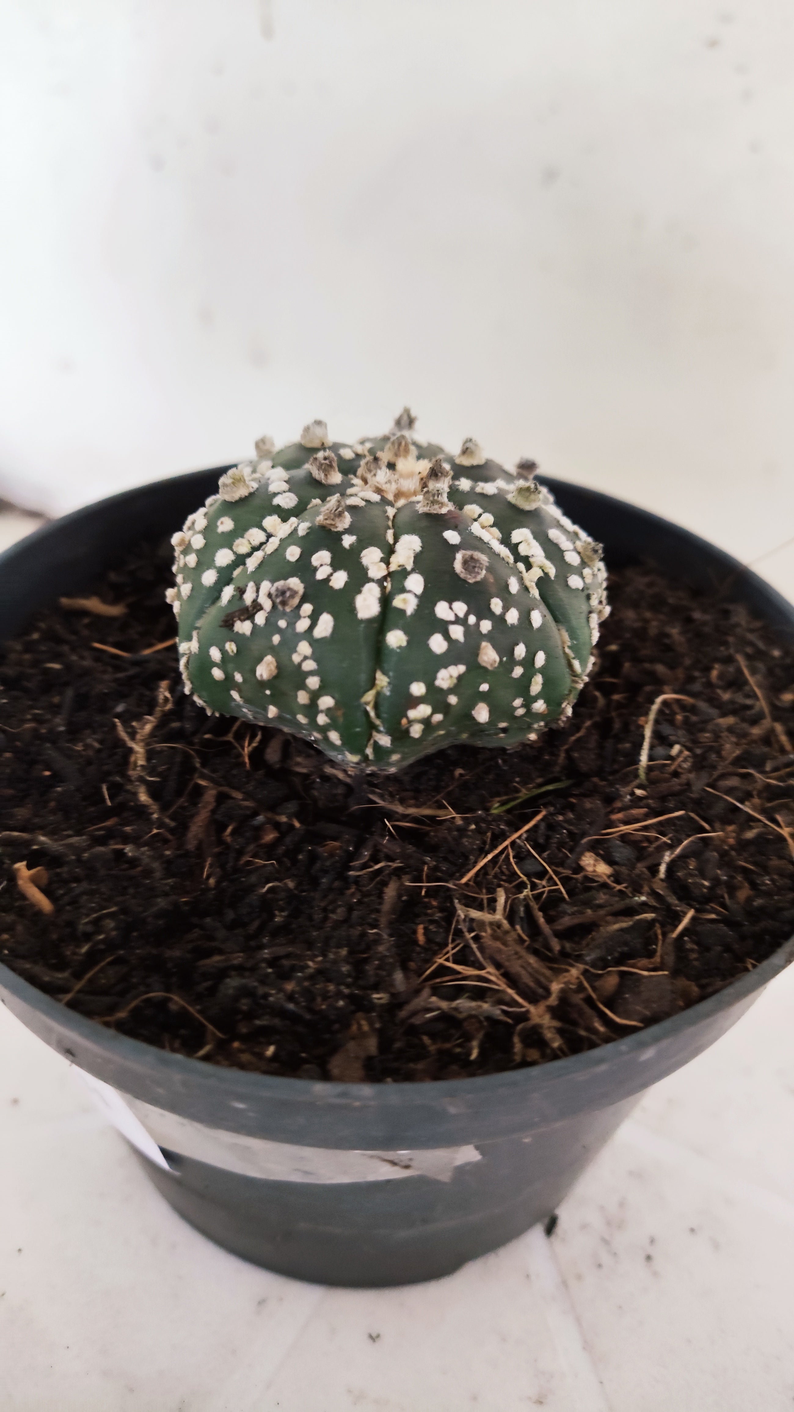 ASTROPHYTUM ASTERIAS "STAR SHAPE - Super Kabuto"   Nº 1152 – vaso 11