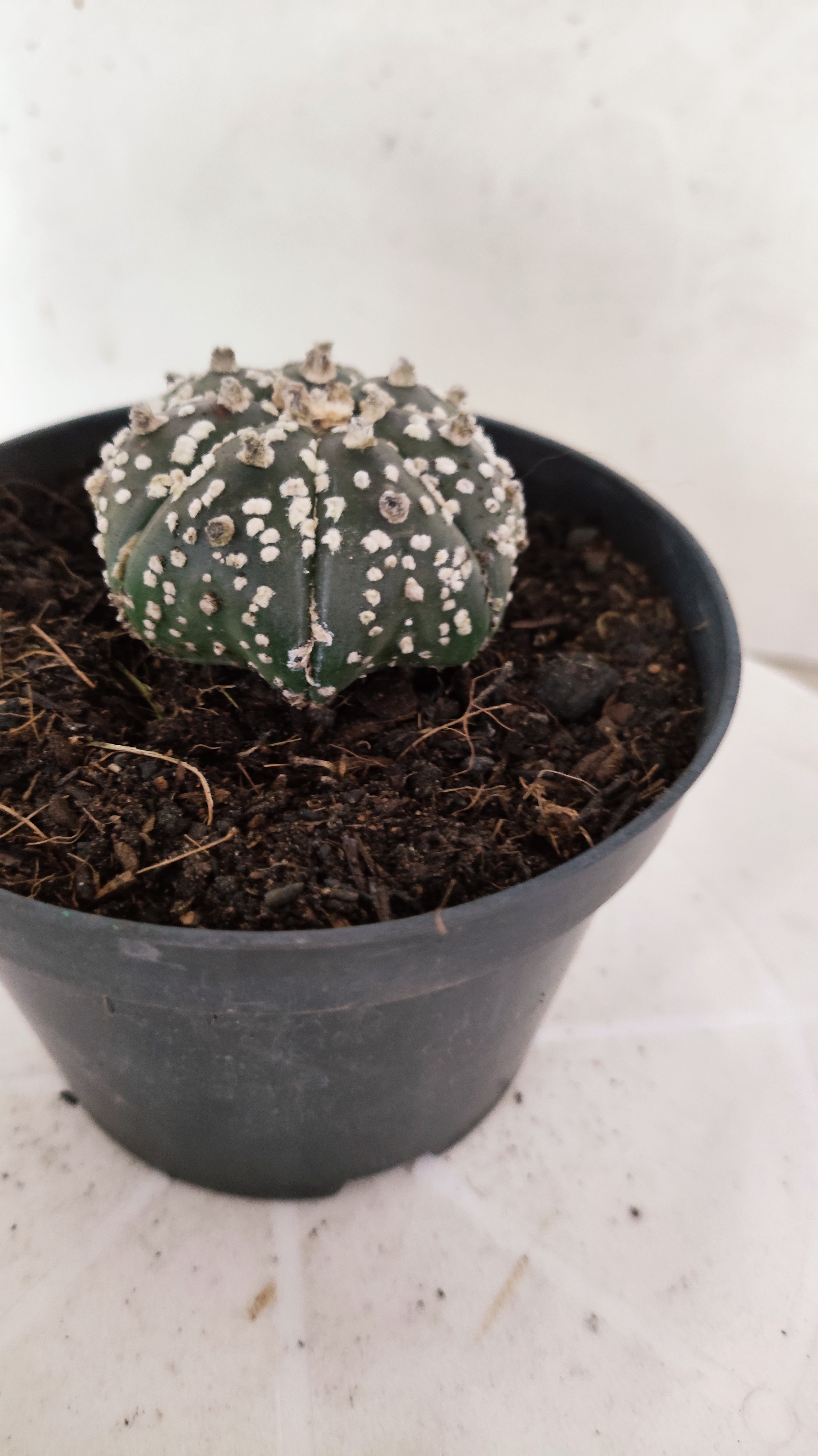 ASTROPHYTUM ASTERIAS "STAR SHAPE - Super Kabuto"   Nº 1152 – vaso 11