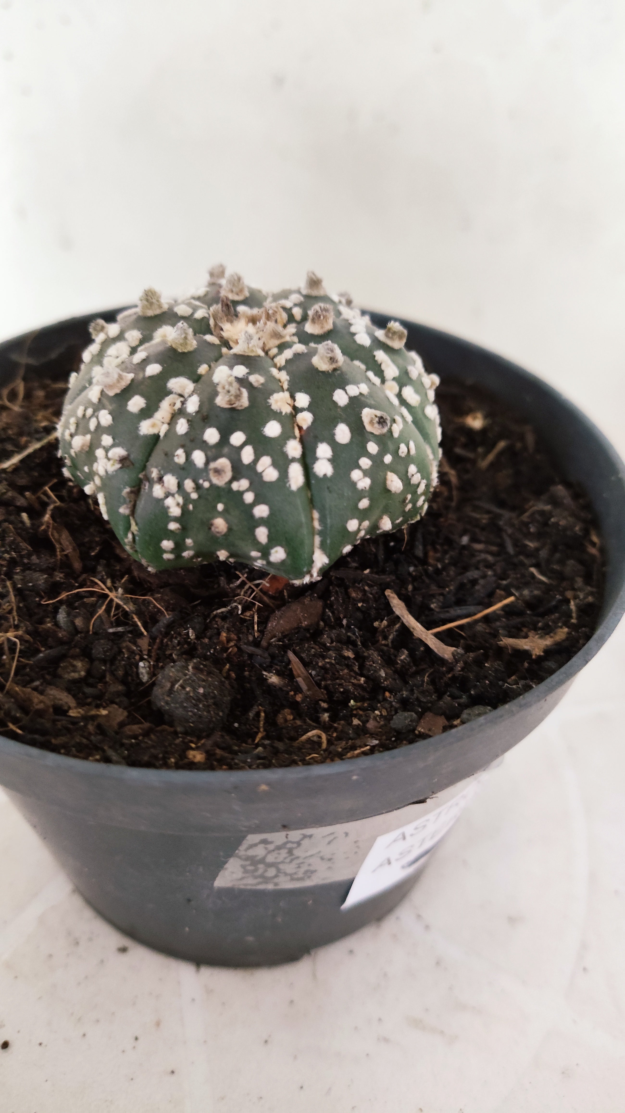 ASTROPHYTUM ASTERIAS "STAR SHAPE - Super Kabuto"   Nº 1152 – vaso 11