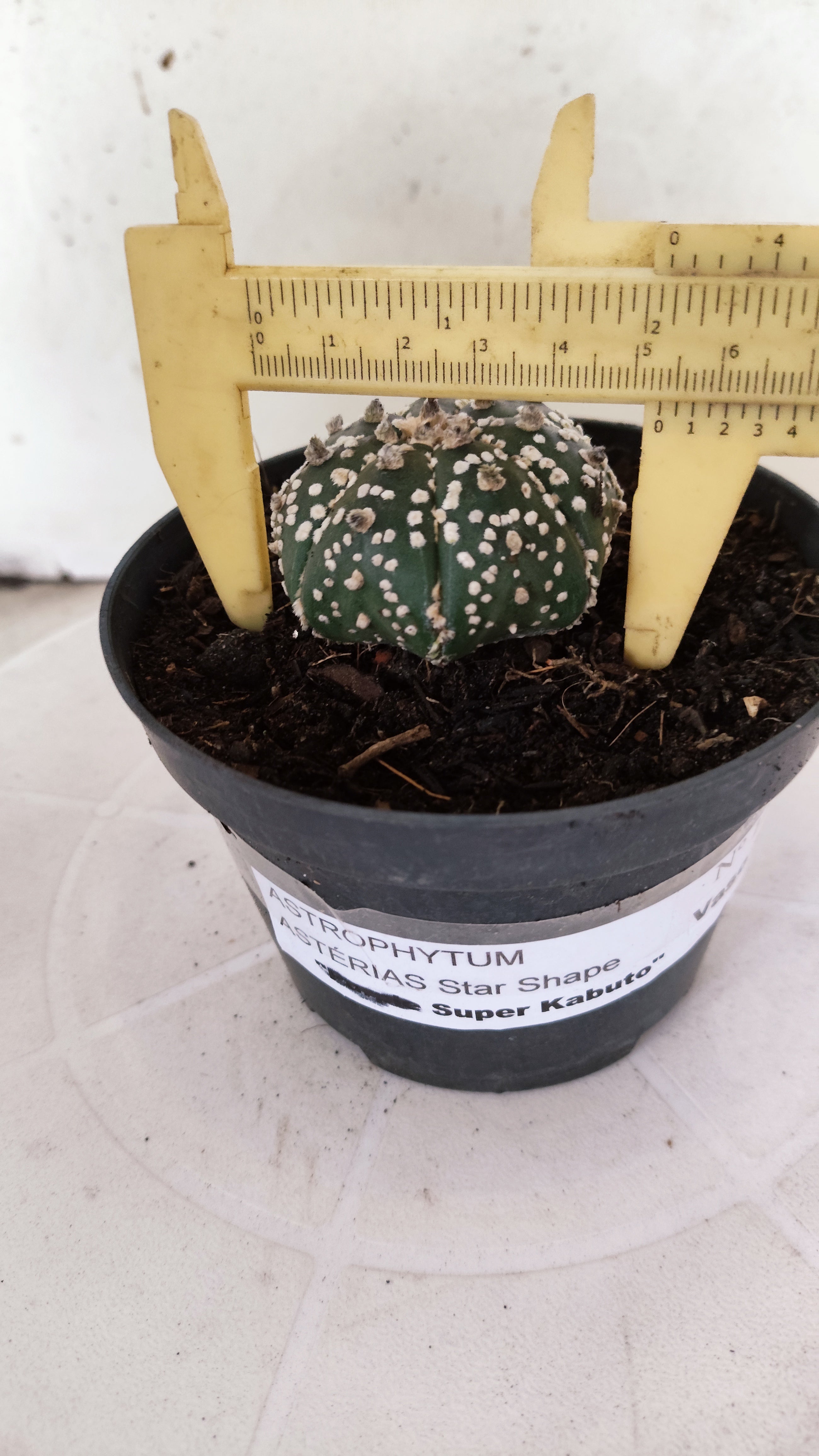 ASTROPHYTUM ASTERIAS "STAR SHAPE - Super Kabuto"   Nº 1152 – vaso 11