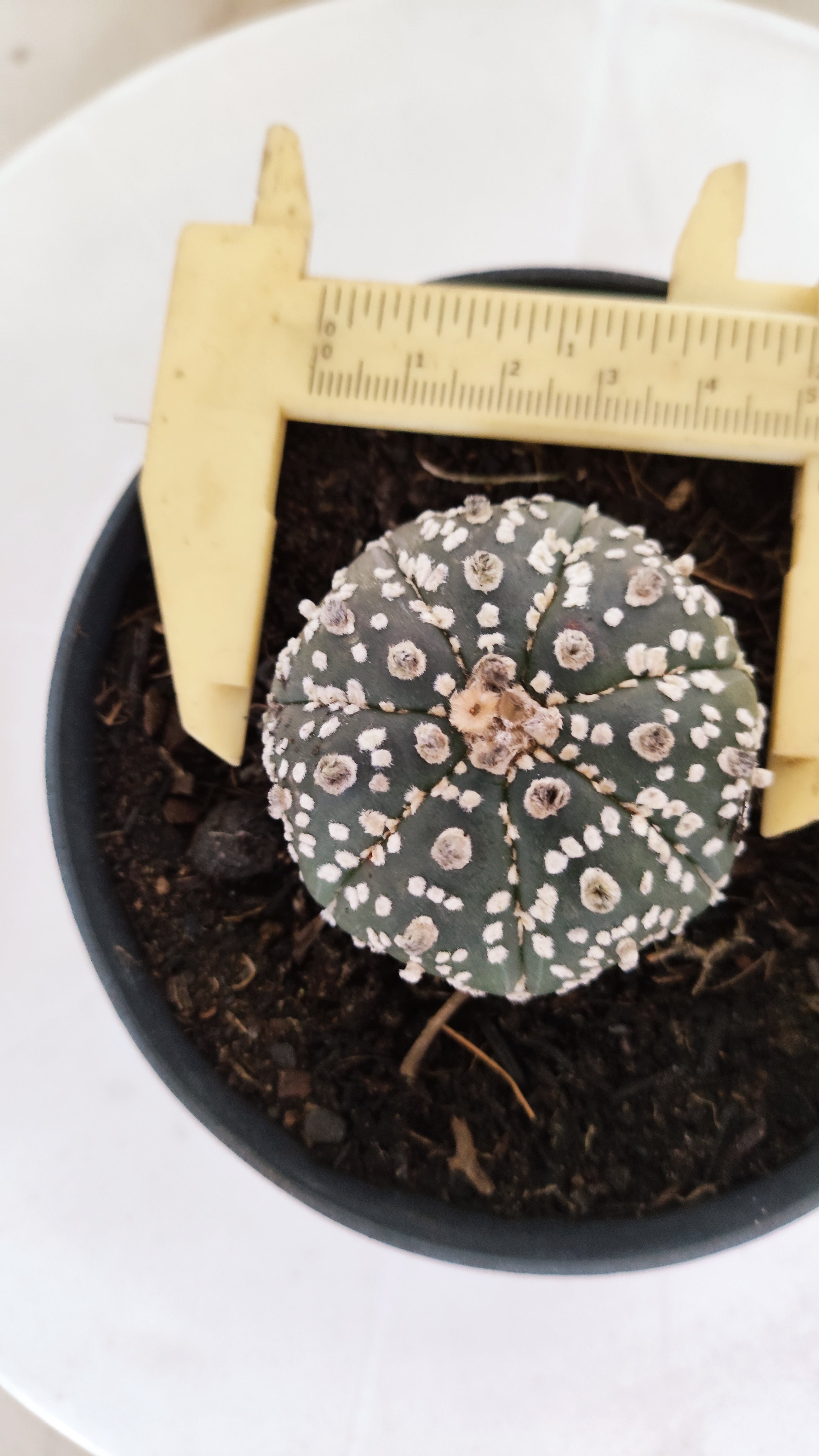 ASTROPHYTUM ASTERIAS "STAR SHAPE - Super Kabuto"   Nº 1152 – vaso 11