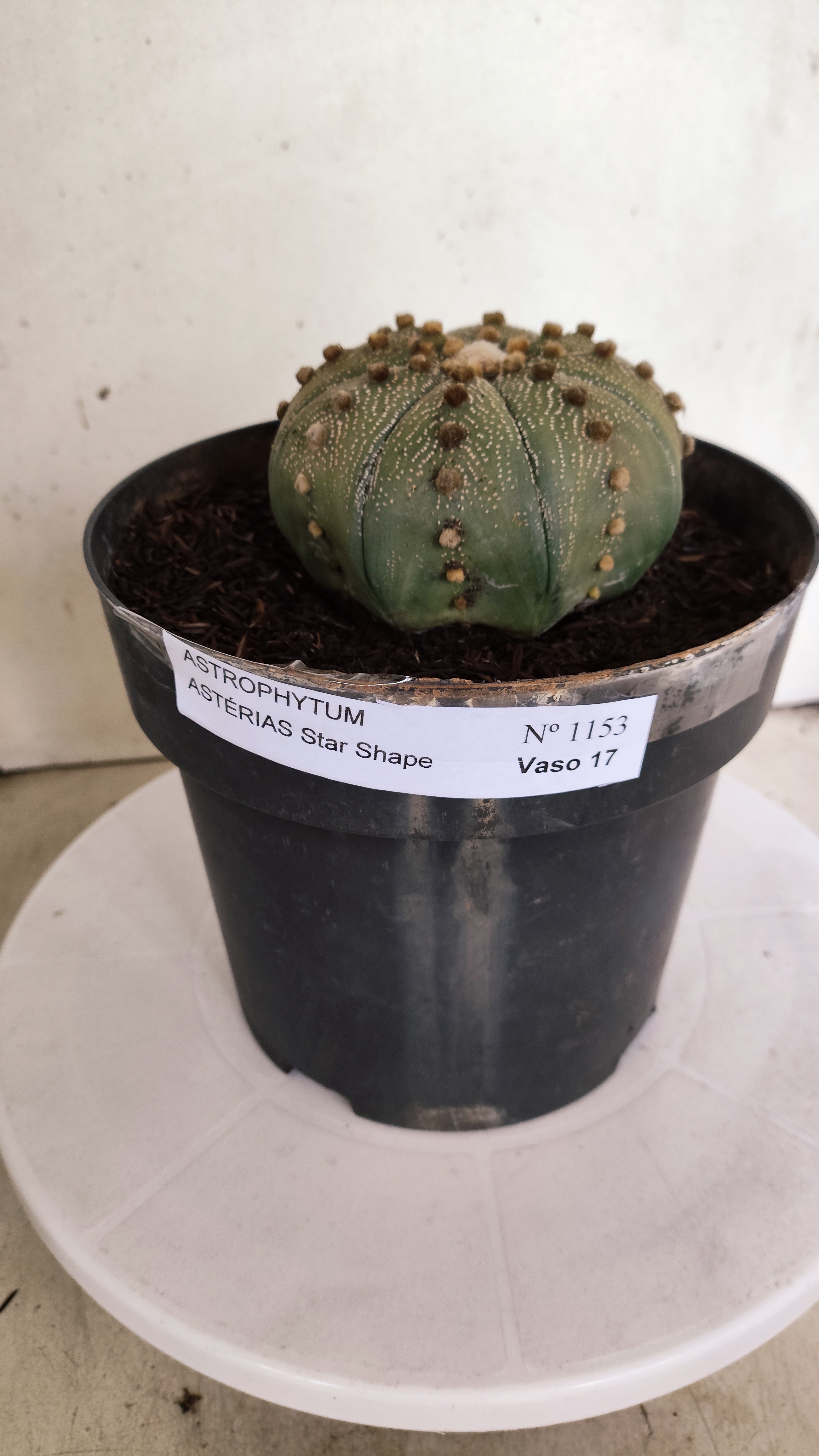 ASTROPHYTUM ASTERIAS STAR SHAPE Nº 1153 – vaso 17