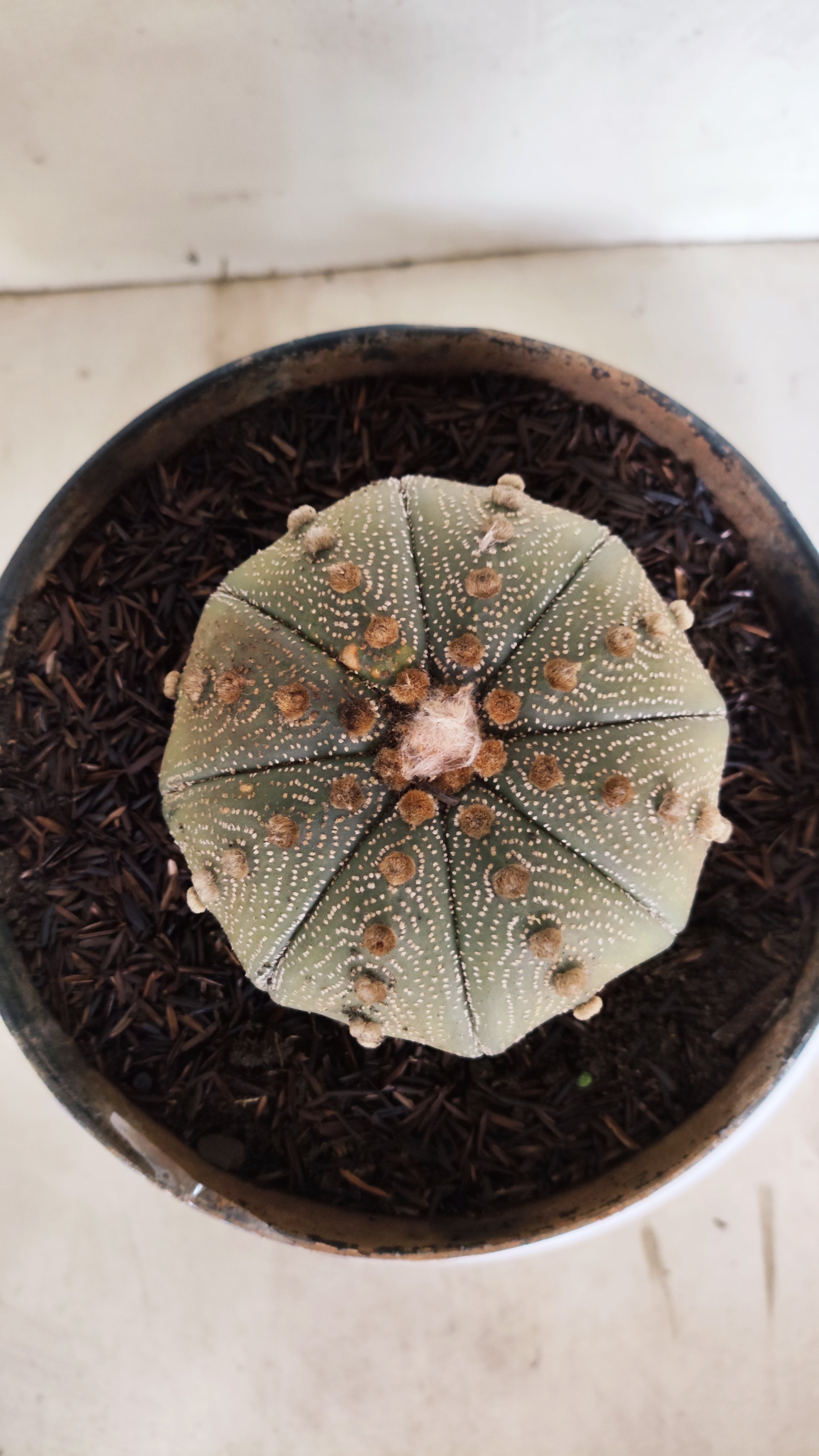 ASTROPHYTUM ASTERIAS STAR SHAPE Nº 1153 – vaso 17