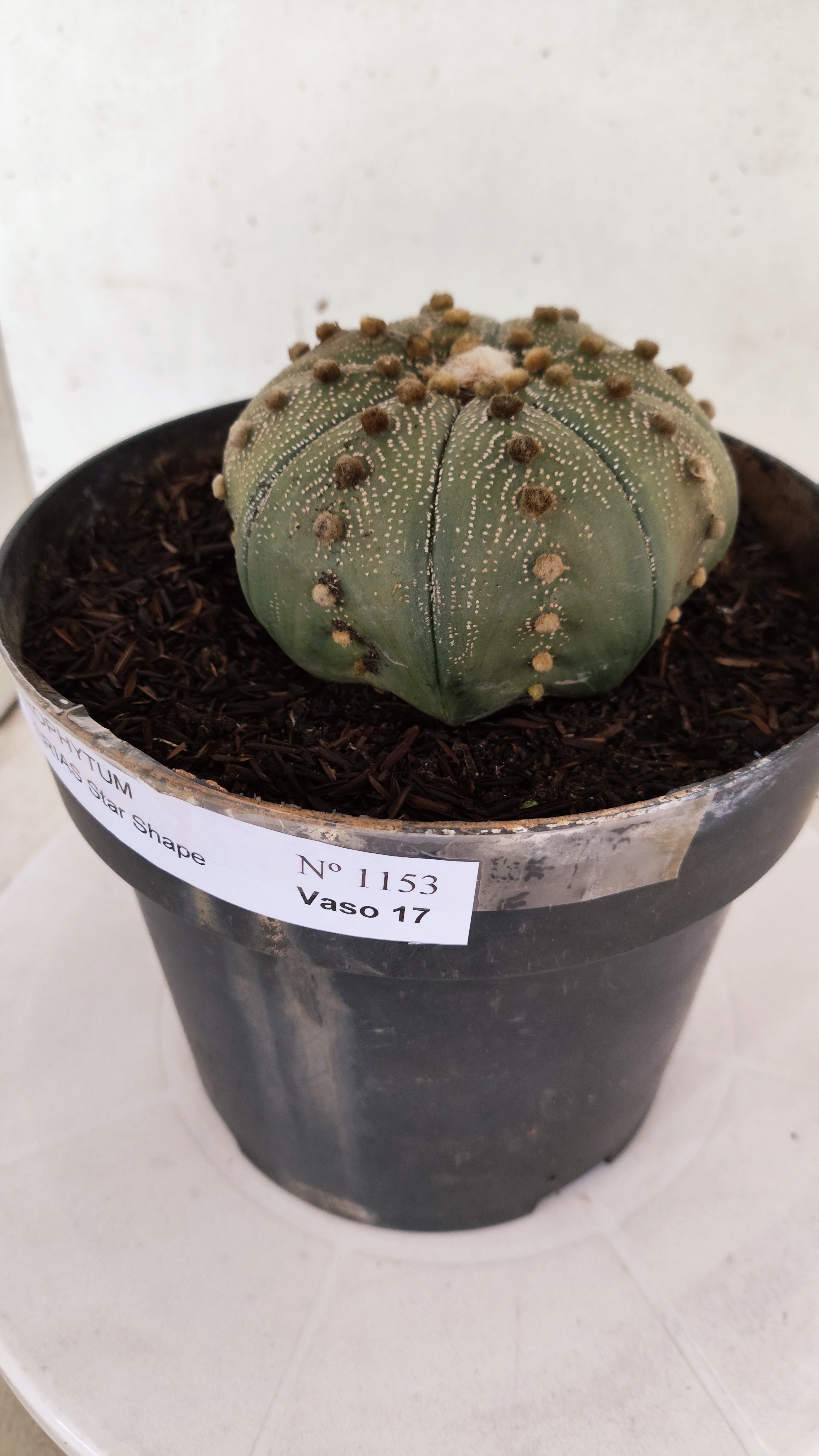ASTROPHYTUM ASTERIAS STAR SHAPE Nº 1153 – vaso 17
