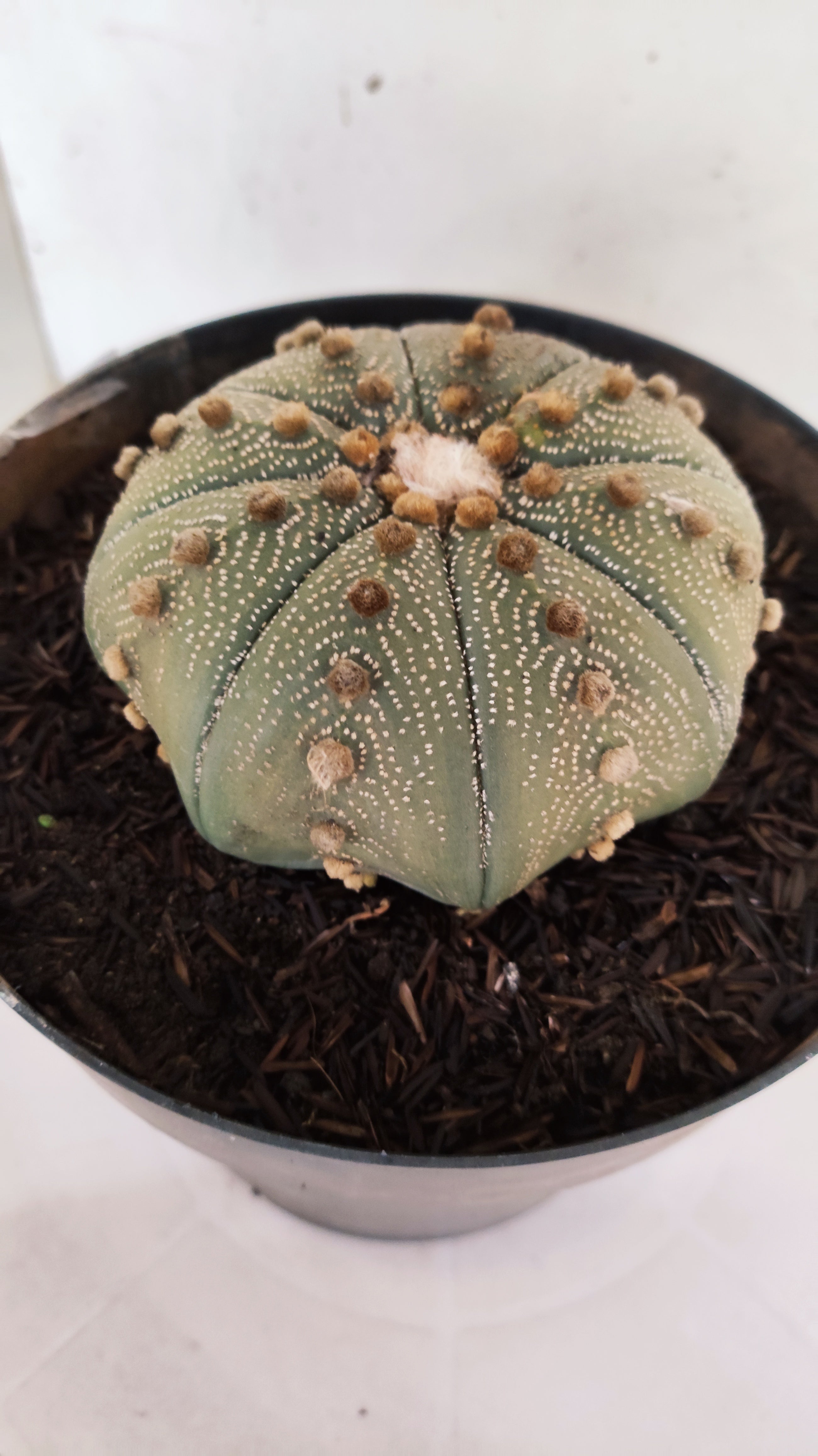 ASTROPHYTUM ASTERIAS STAR SHAPE Nº 1153 – vaso 17