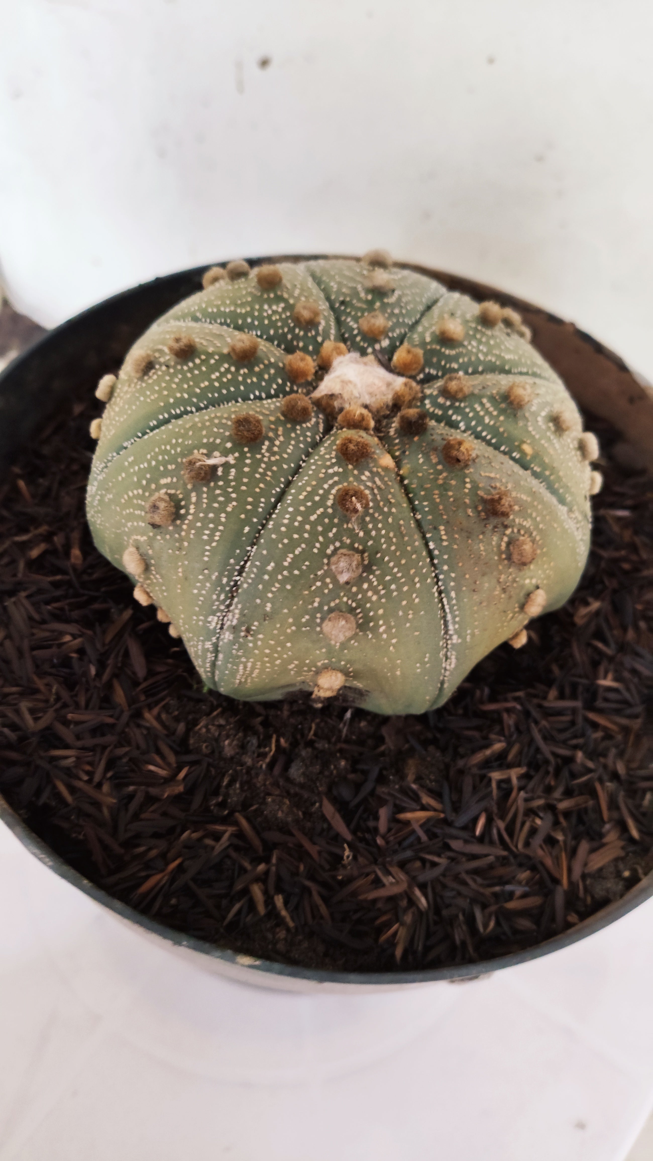 ASTROPHYTUM ASTERIAS STAR SHAPE Nº 1153 – vaso 17