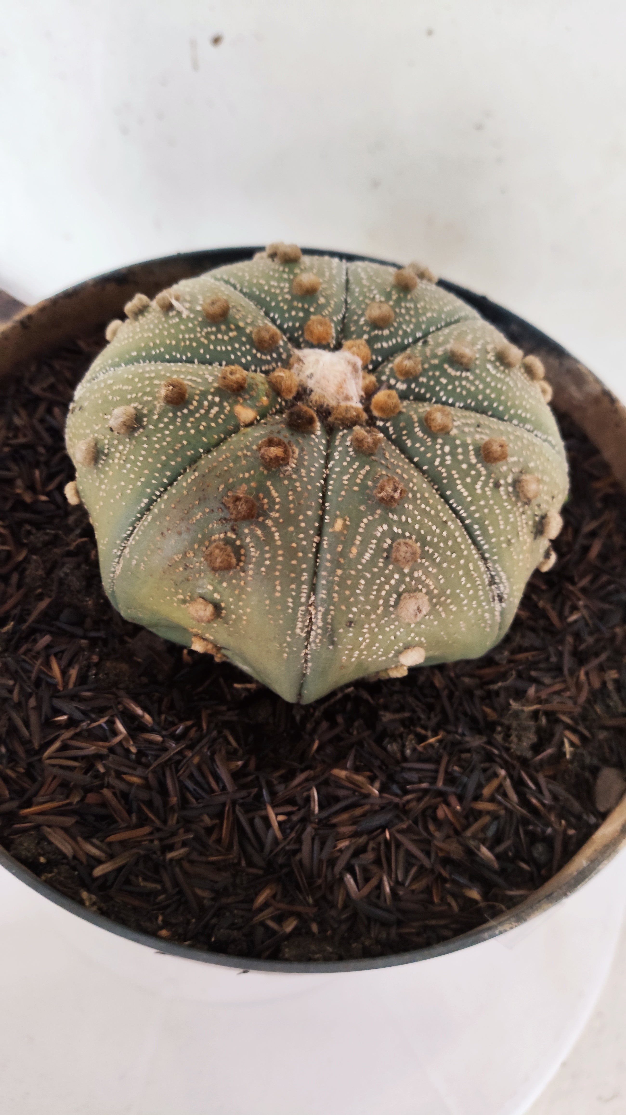 ASTROPHYTUM ASTERIAS STAR SHAPE Nº 1153 – vaso 17