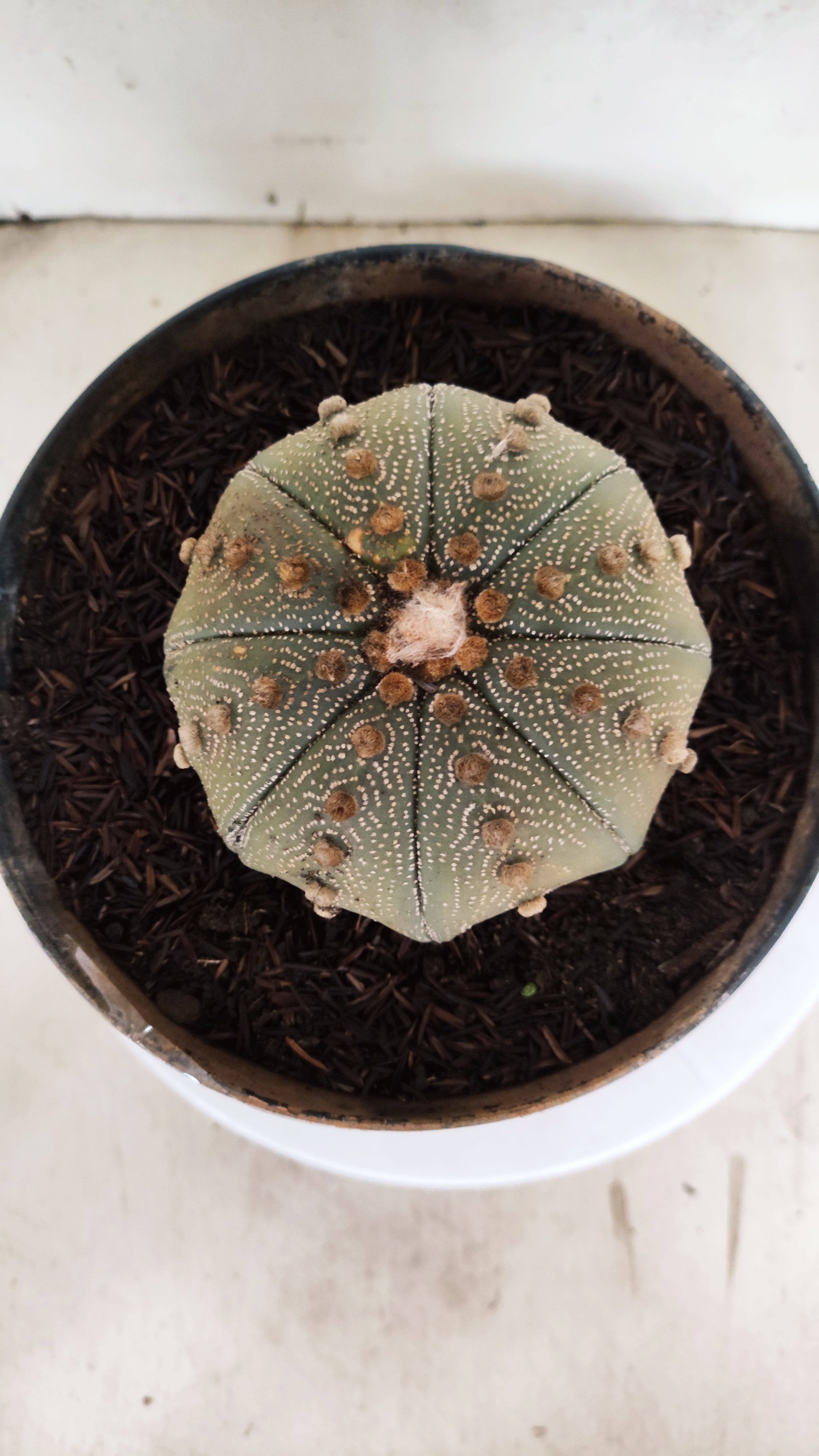 ASTROPHYTUM ASTERIAS STAR SHAPE Nº 1153 – vaso 17