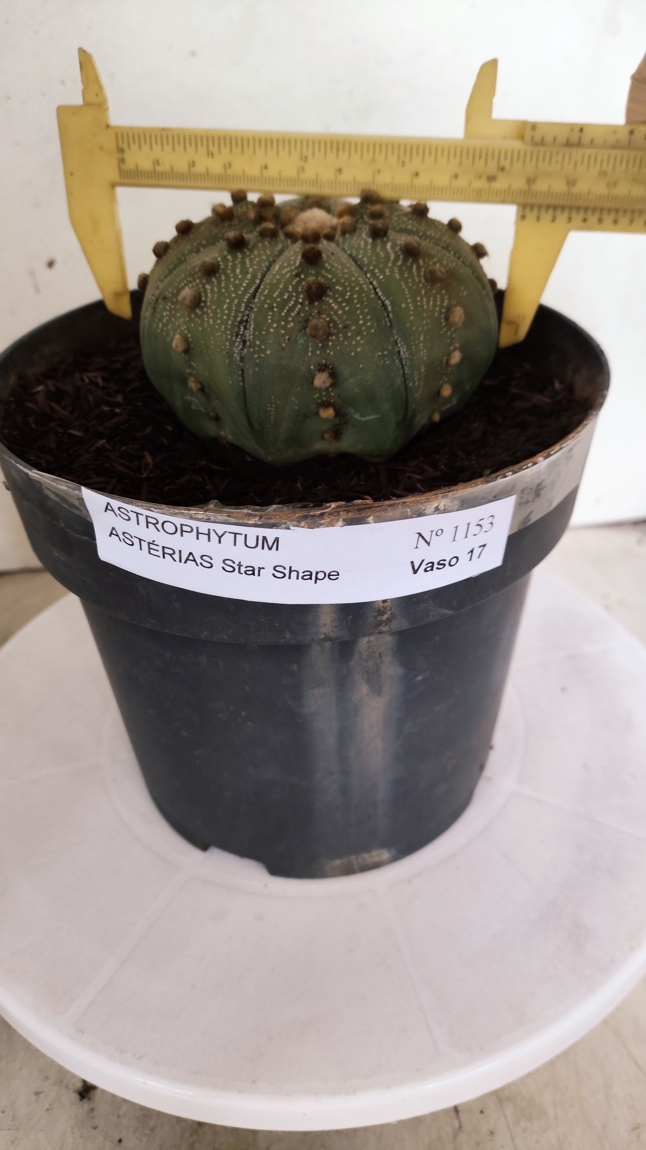 ASTROPHYTUM ASTERIAS STAR SHAPE Nº 1153 – vaso 17