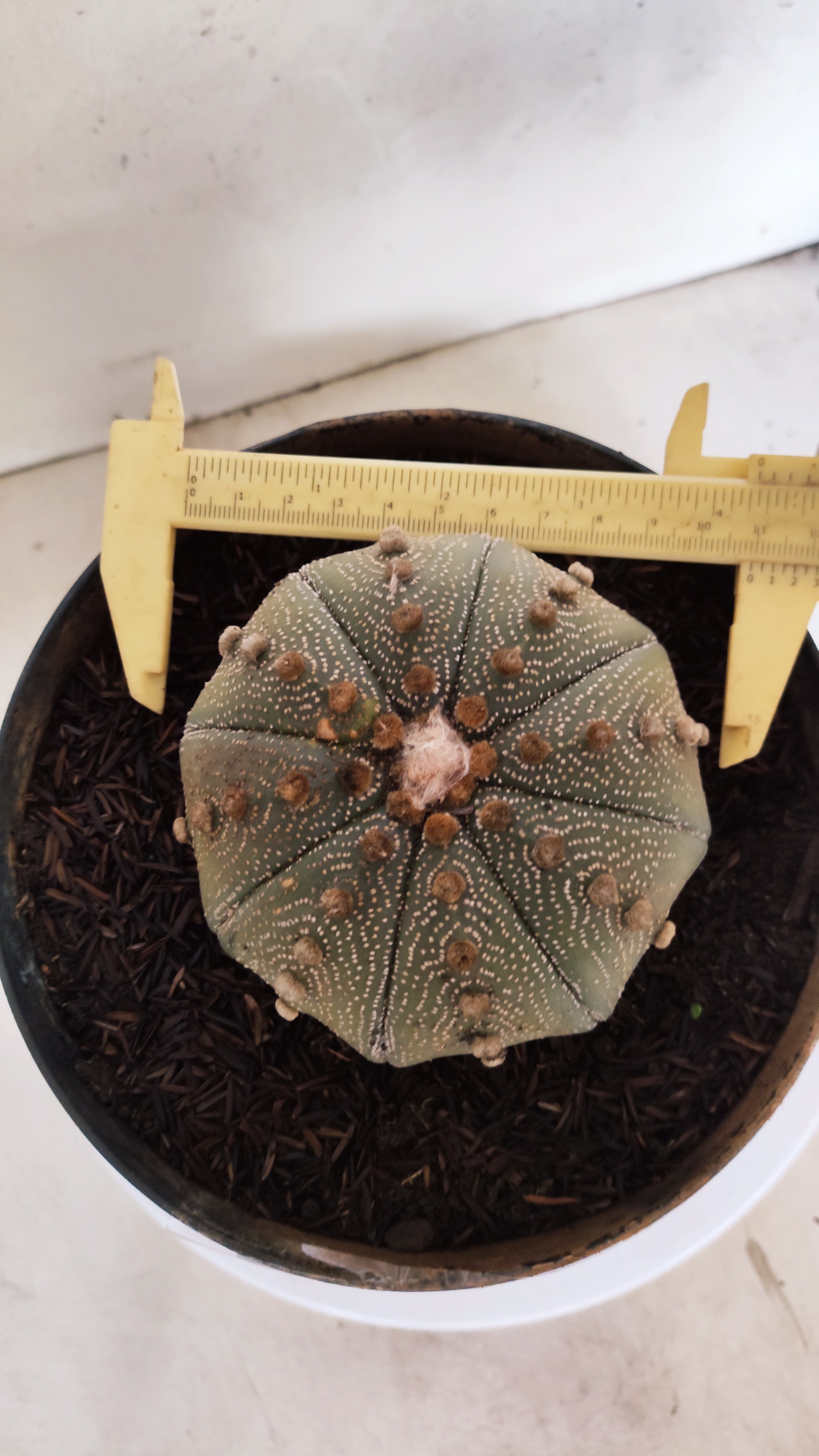 ASTROPHYTUM ASTERIAS STAR SHAPE Nº 1153 – vaso 17