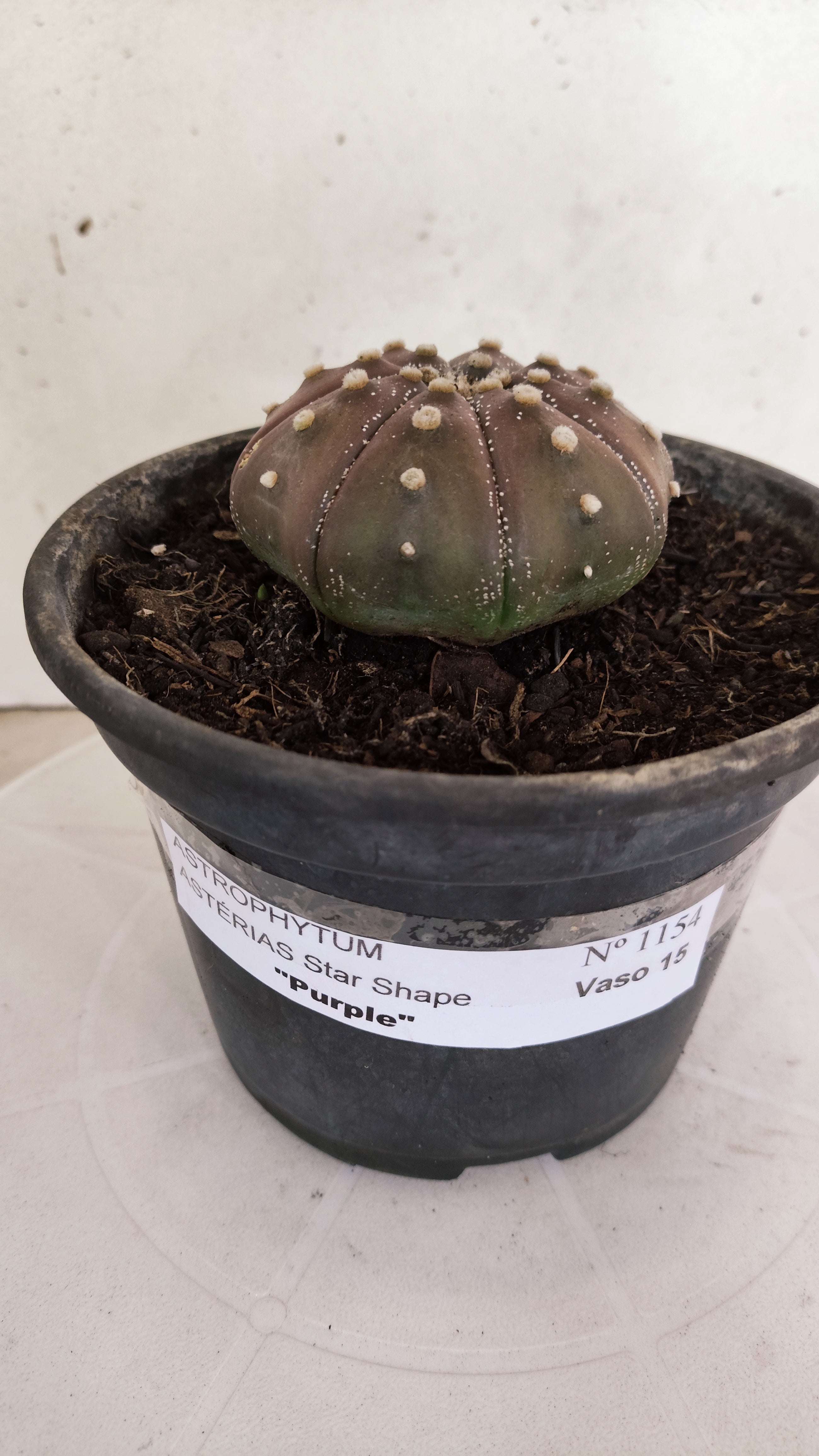 ASTROPHYTUM ASTERIAS "STAR SHAPE - PURPLE"   Nº 1154 – vaso 15