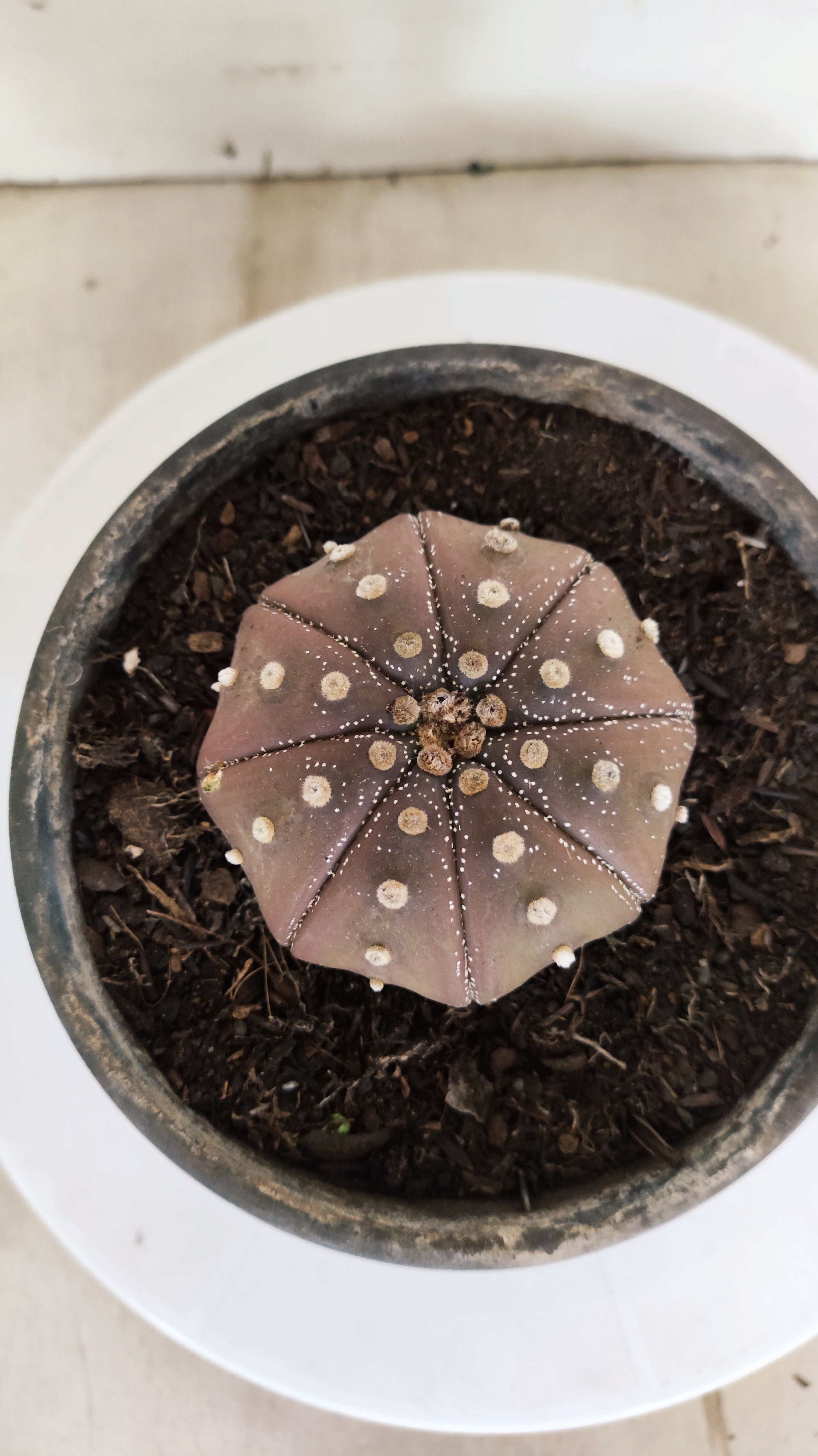 ASTROPHYTUM ASTERIAS "STAR SHAPE - PURPLE"   Nº 1154 – vaso 15